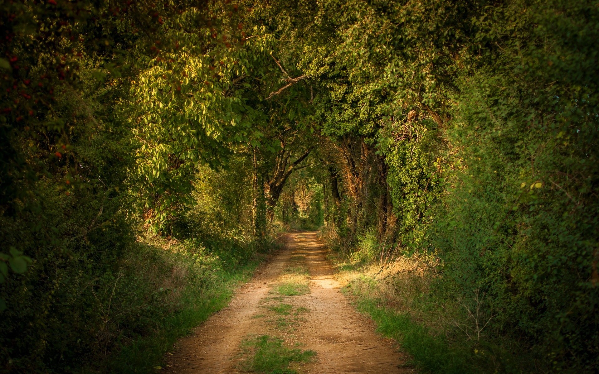 Старая дорога в лесу