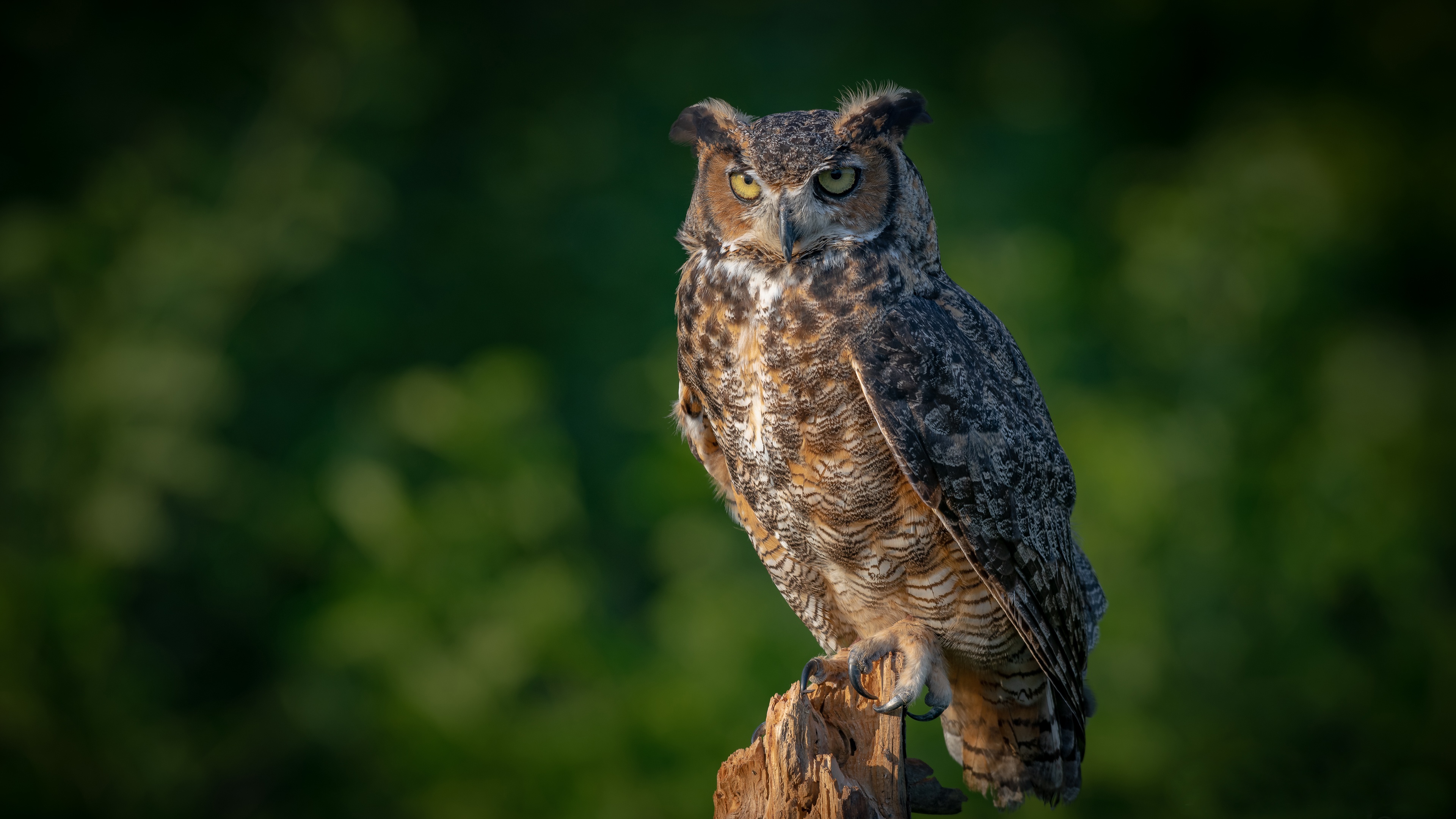 Best Eurasian Eagle Owl Desktop Backgrounds