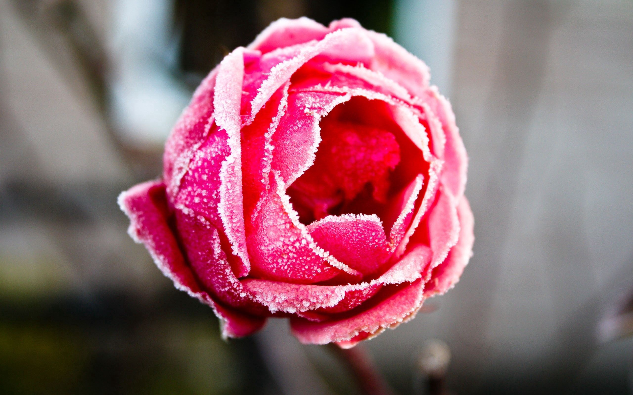 red, macro, rose flower, rose, frost, hoarfrost, coating, covering