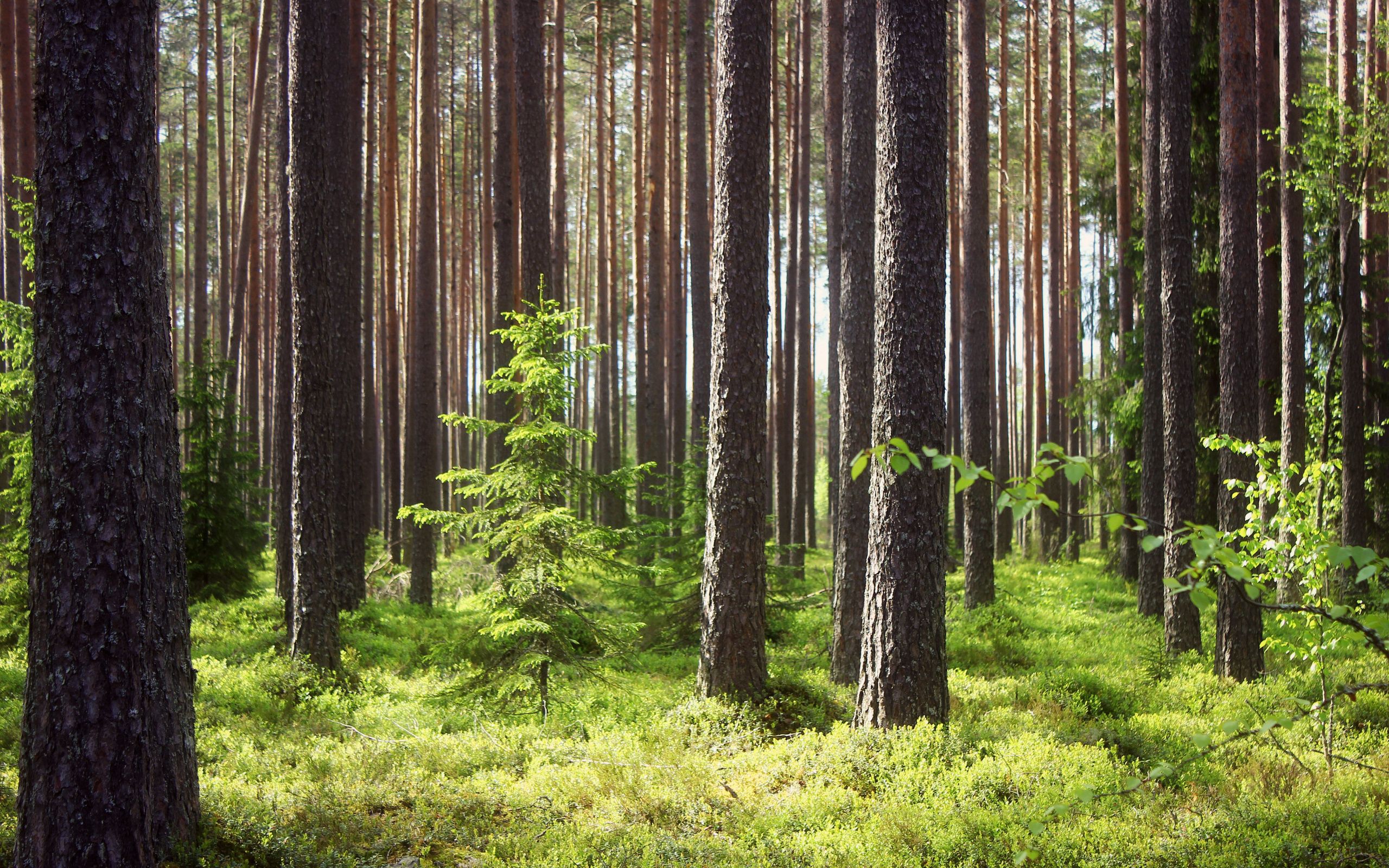 Карельский лес, Сосновый и еловый Бор
