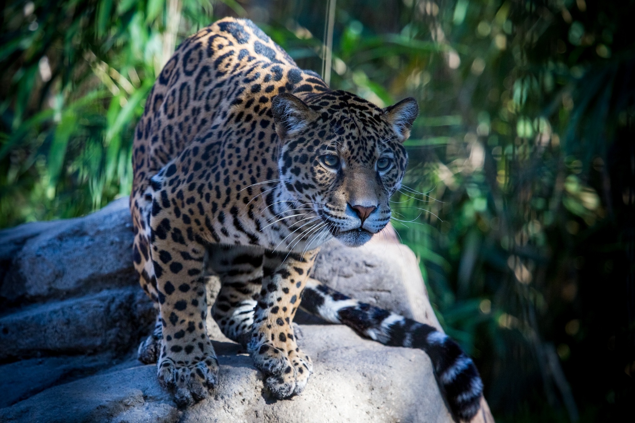 Baixe gratuitamente a imagem Jaguar, Focinho, Predator, Predador, Gato Selvagem, Gato Bravo, Animais na área de trabalho do seu PC