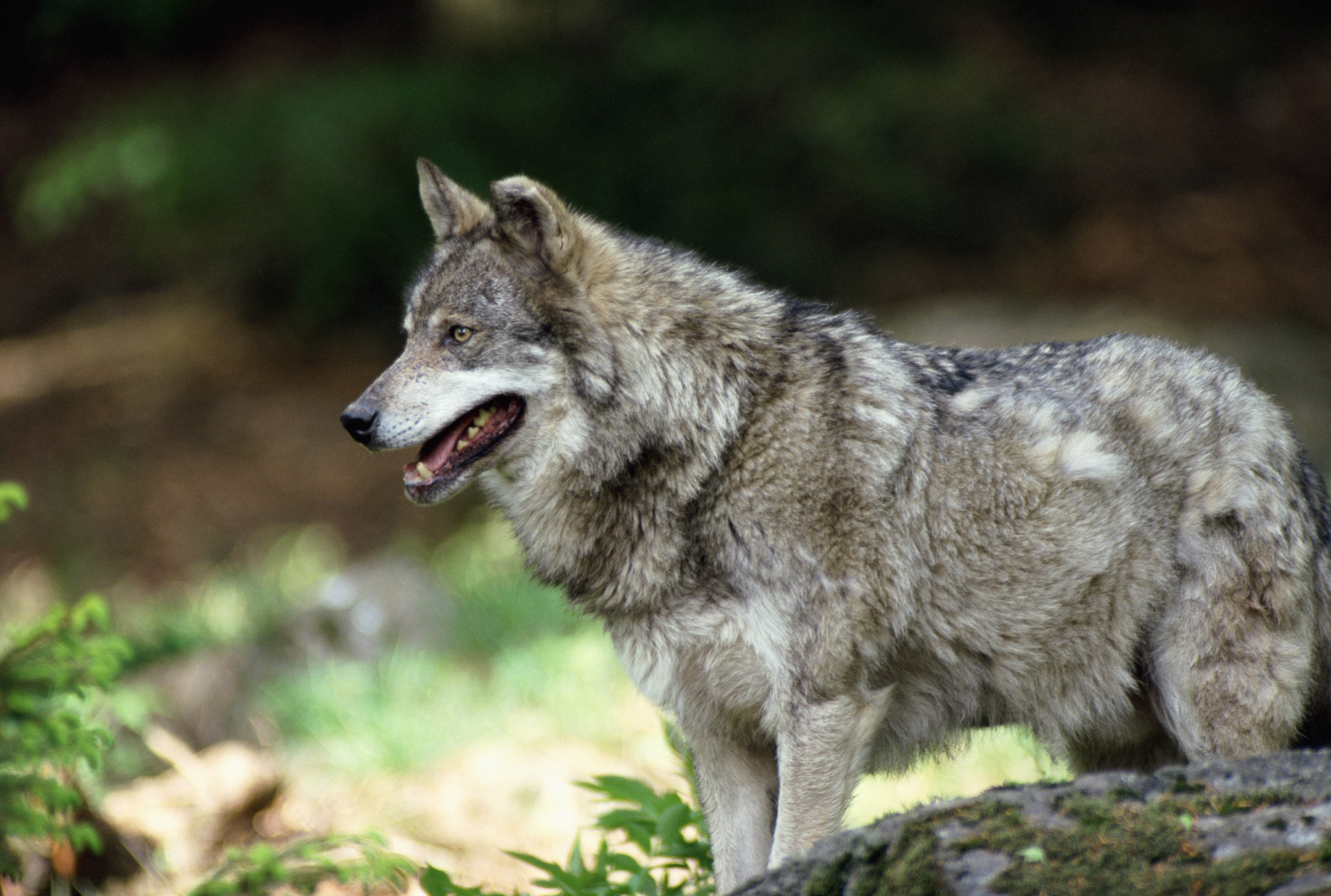 Laden Sie das Raubtier, Tiere, Wolle, Predator, Wolf-Bild kostenlos auf Ihren PC-Desktop herunter
