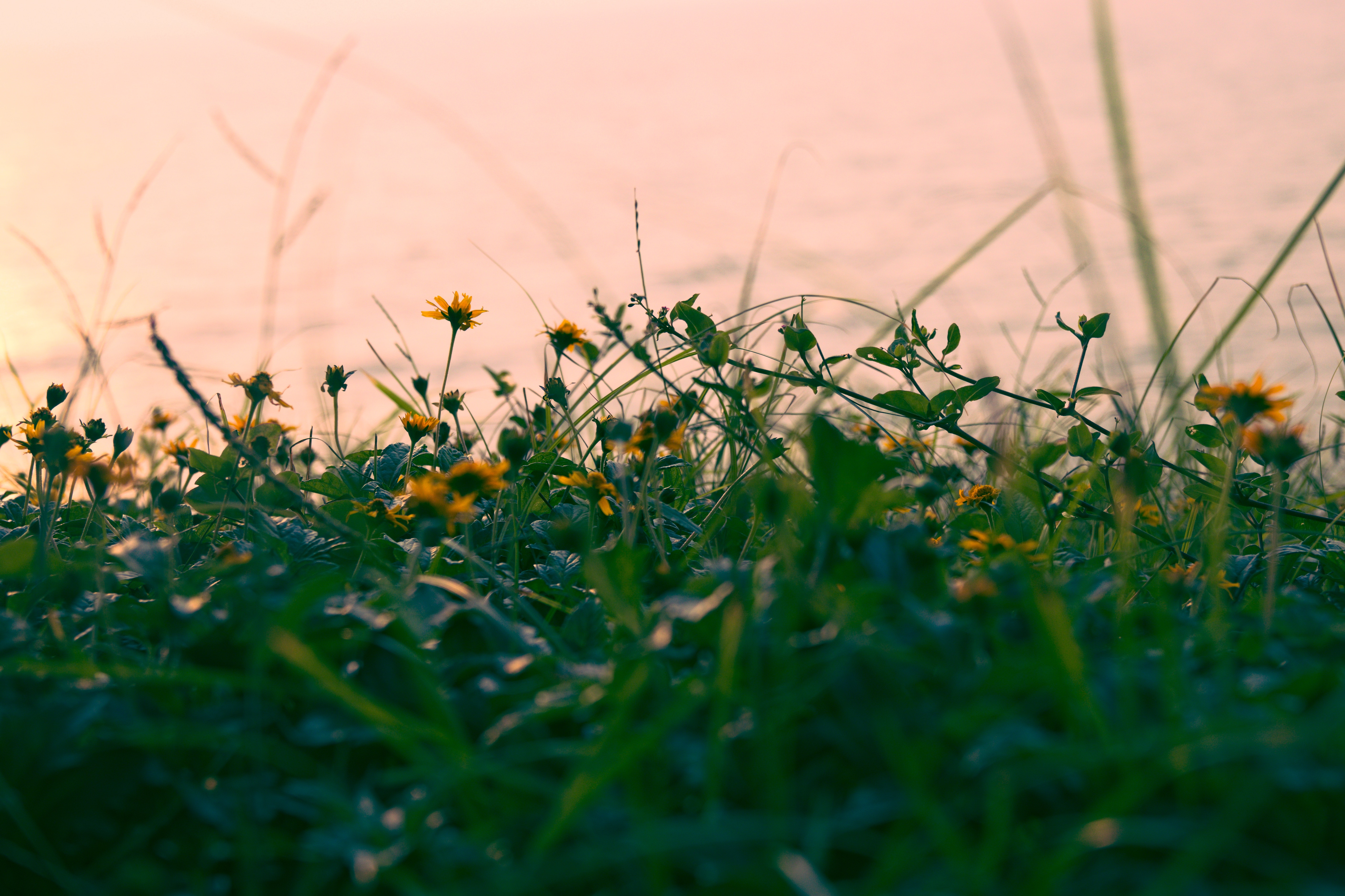 Download mobile wallpaper Grass, Greens, Macro, Flowers, Plant for free.