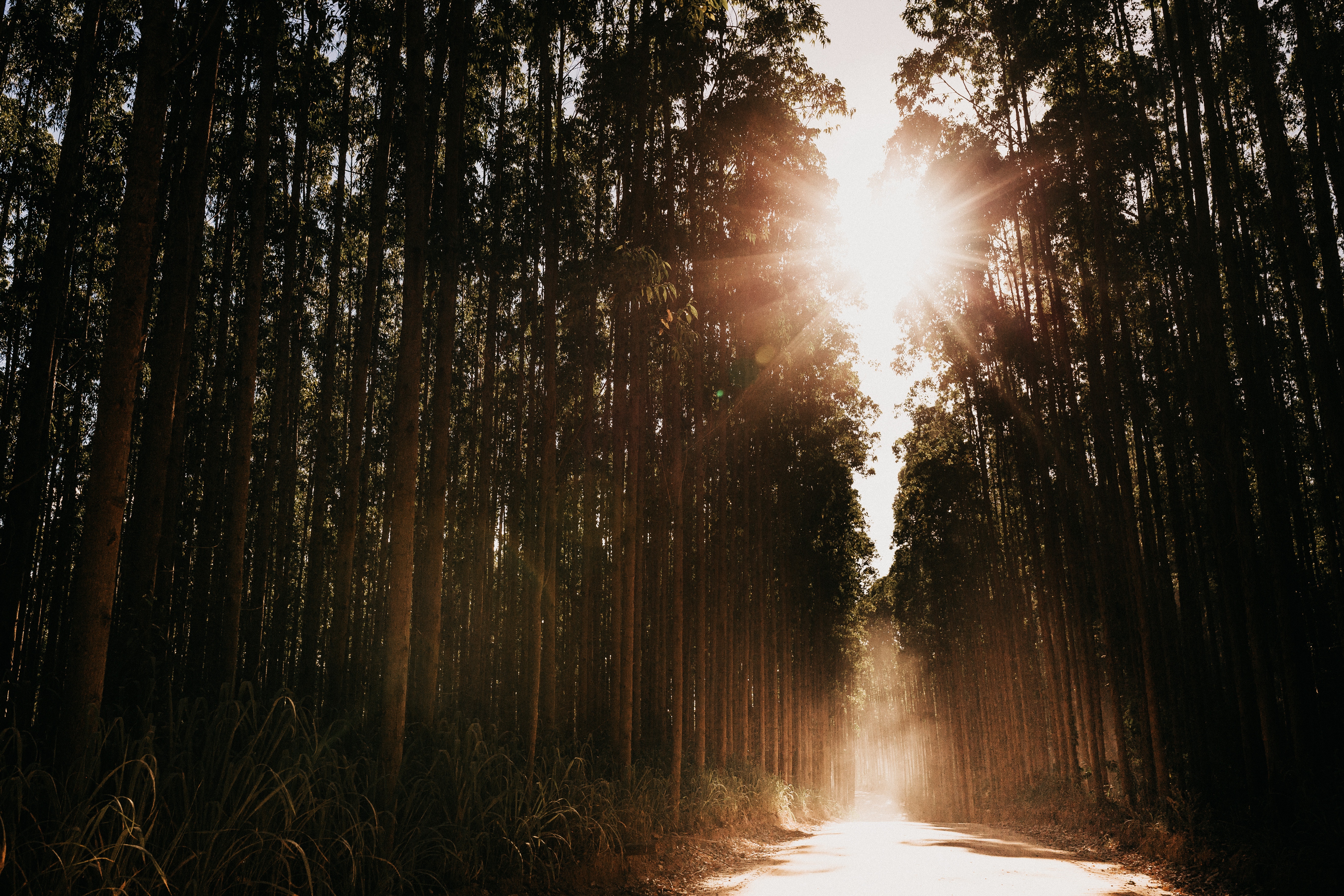 Луч света новый свет. Свет в лесу. Лес Освещенный солнцем. "Солнце в лесу". Лучи солнца в лесу.