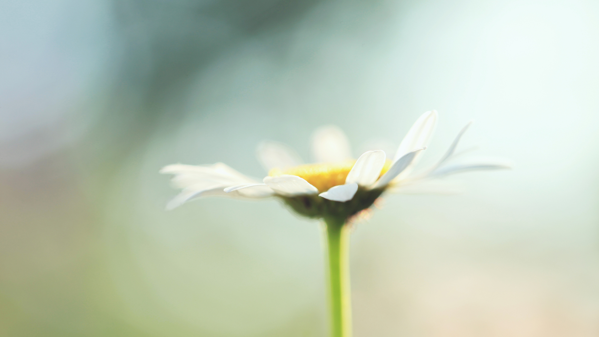 Download mobile wallpaper Camomile, Plants, Flowers for free.