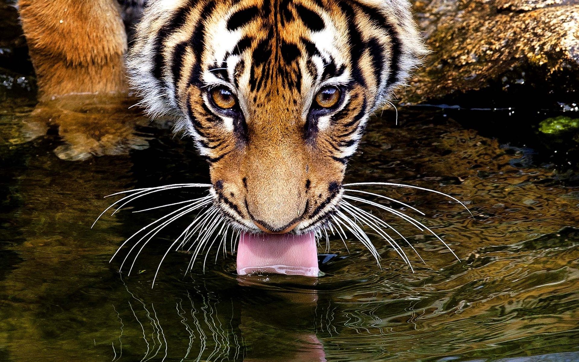 tiger, animals, water, muzzle, drink, language, tongue, thirst