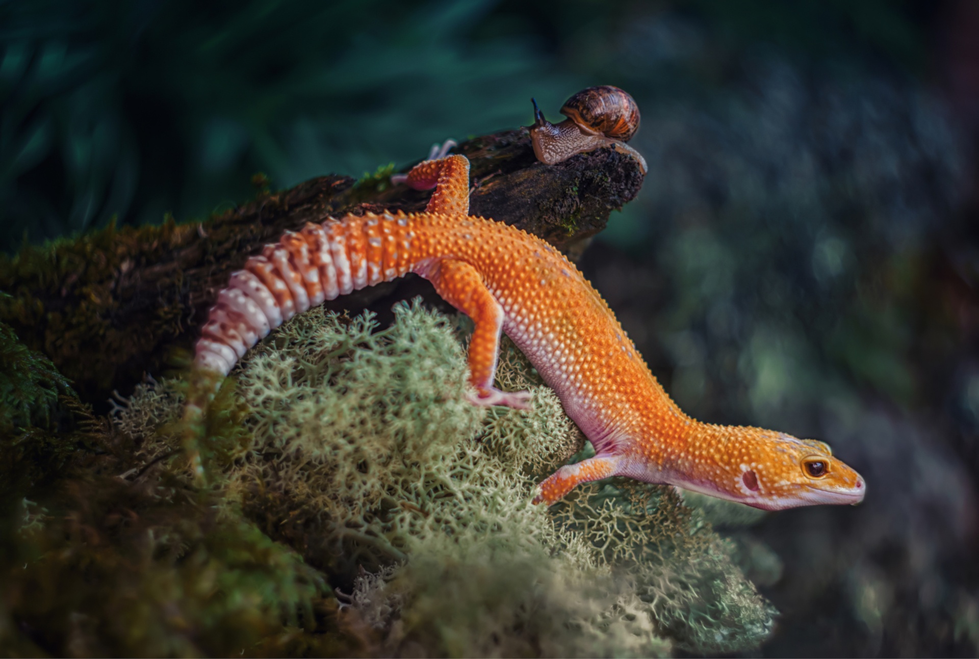 Download mobile wallpaper Animal, Lizard, Reptile, Moss, Reptiles, Snail, Gecko for free.