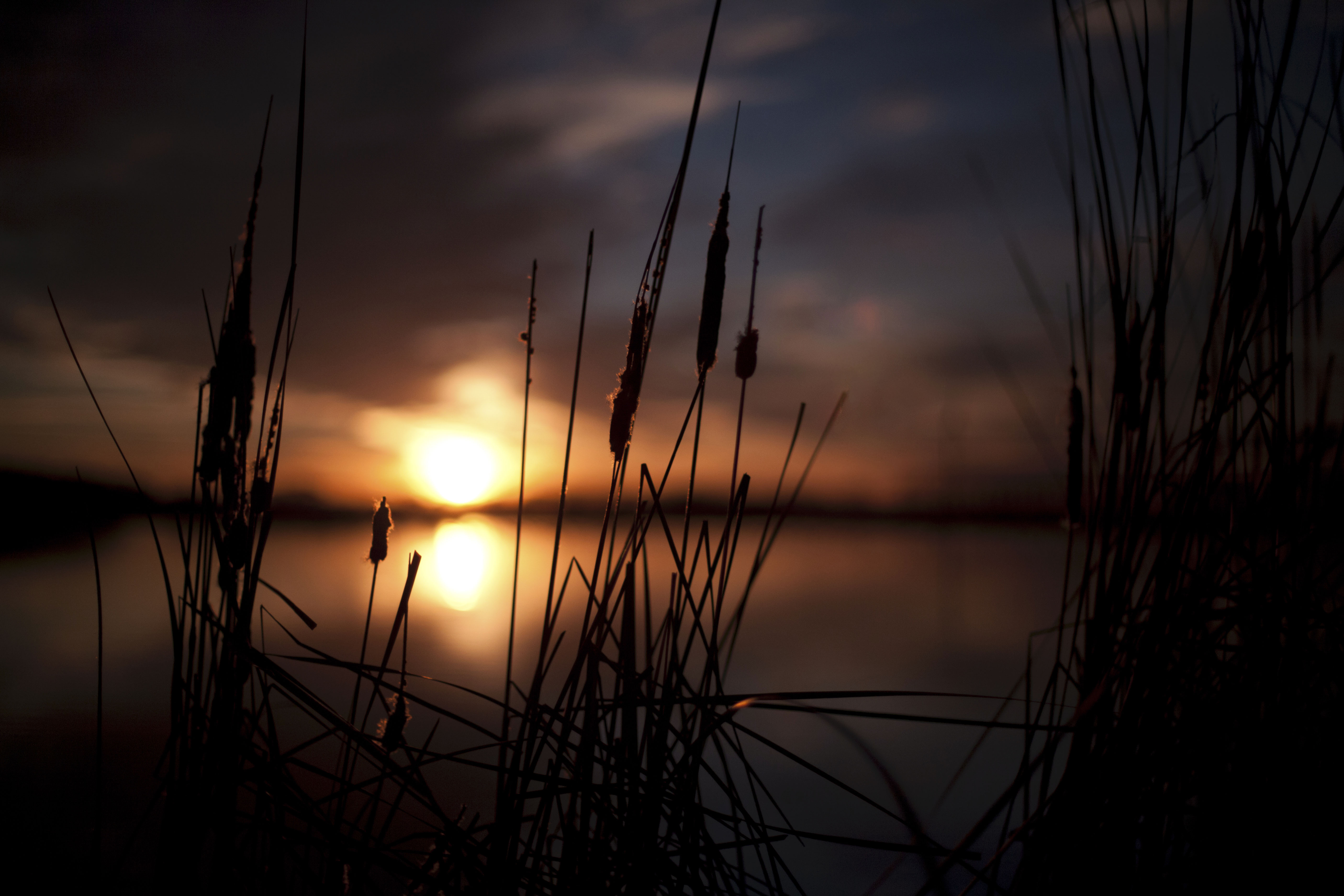 dark, sunset, swamp, reeds HD wallpaper