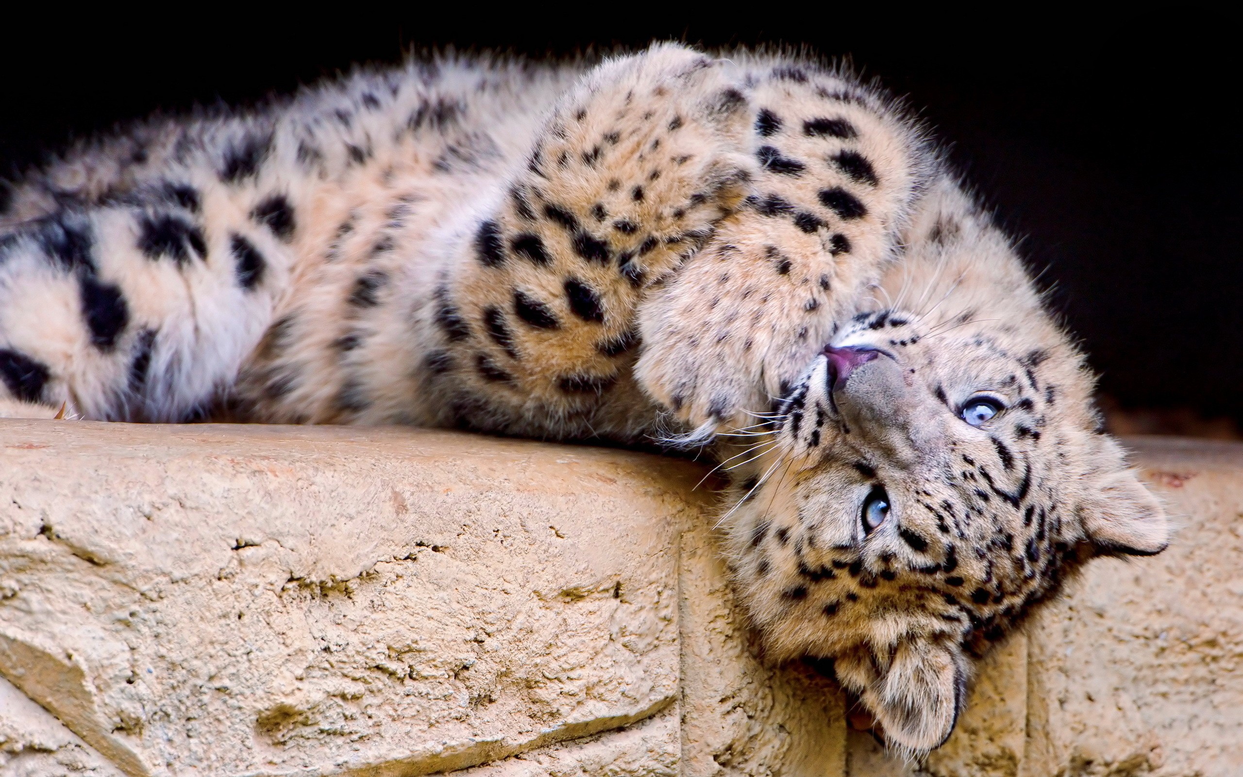 33826 Protetores de tela e papéis de parede Leopards em seu telefone. Baixe  fotos gratuitamente