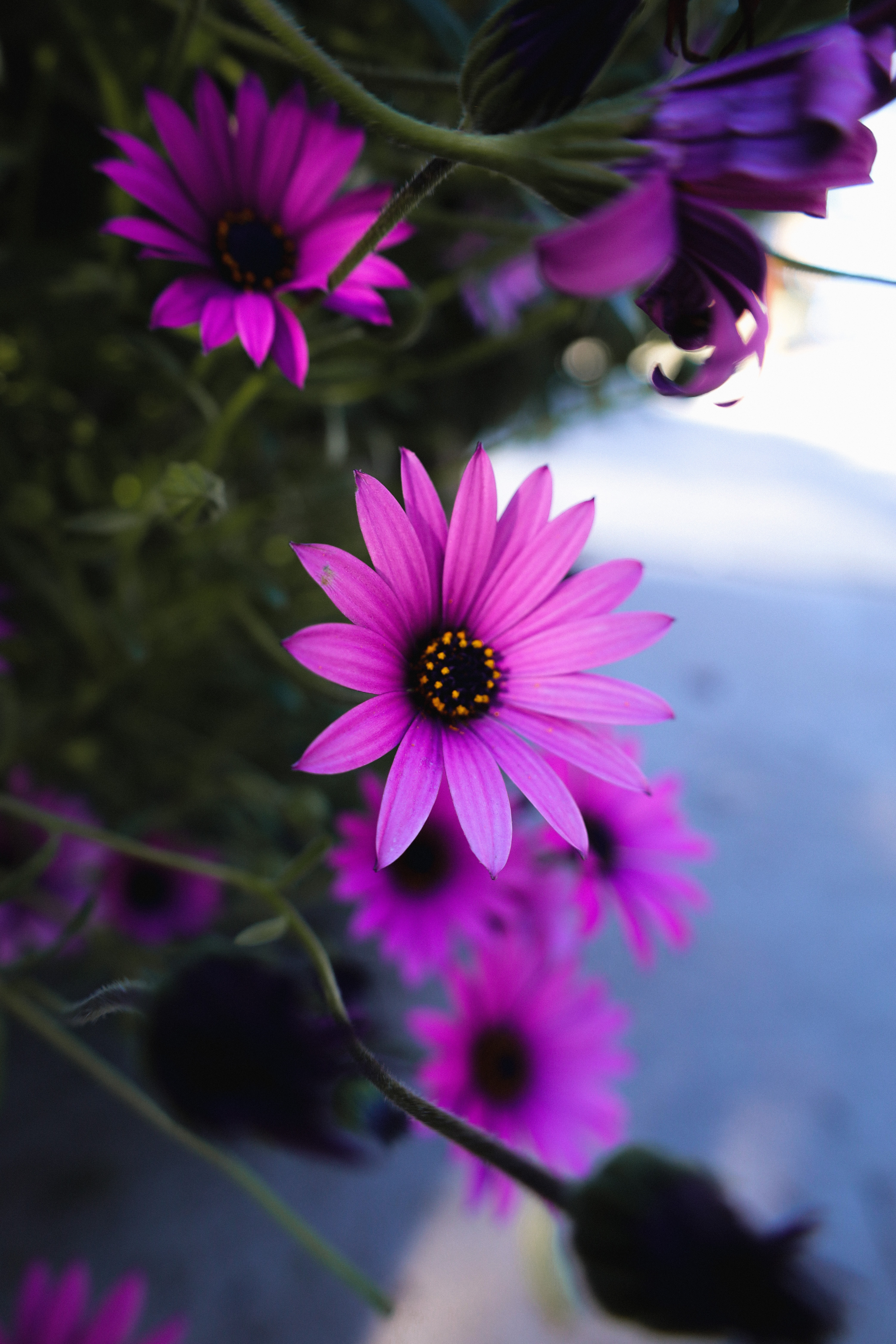 Download mobile wallpaper Violet, Macro, Flowers, Daisy, Purple for free.