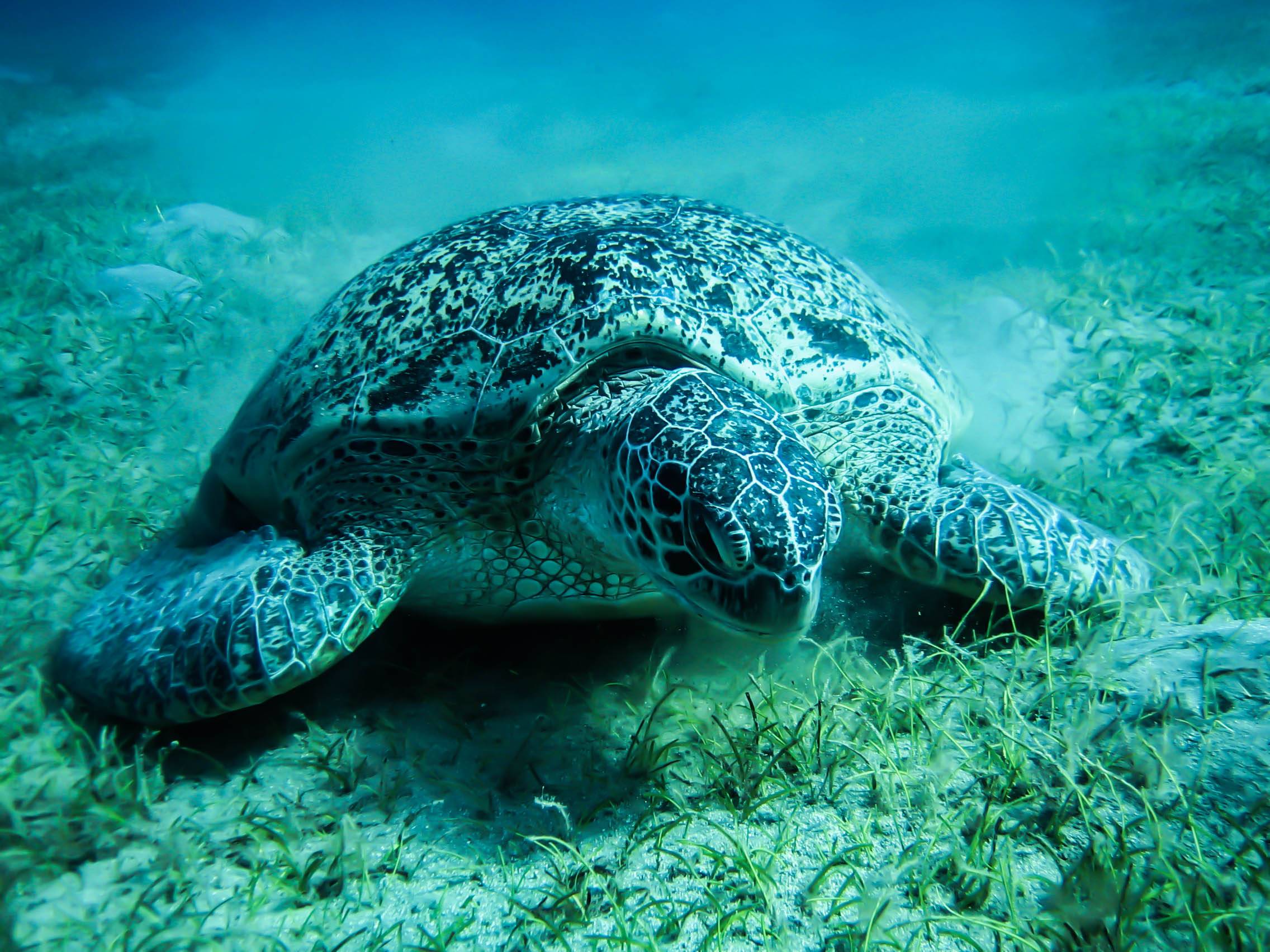 386841 descargar imagen animales, tortuga marina, tortugas: fondos de pantalla y protectores de pantalla gratis