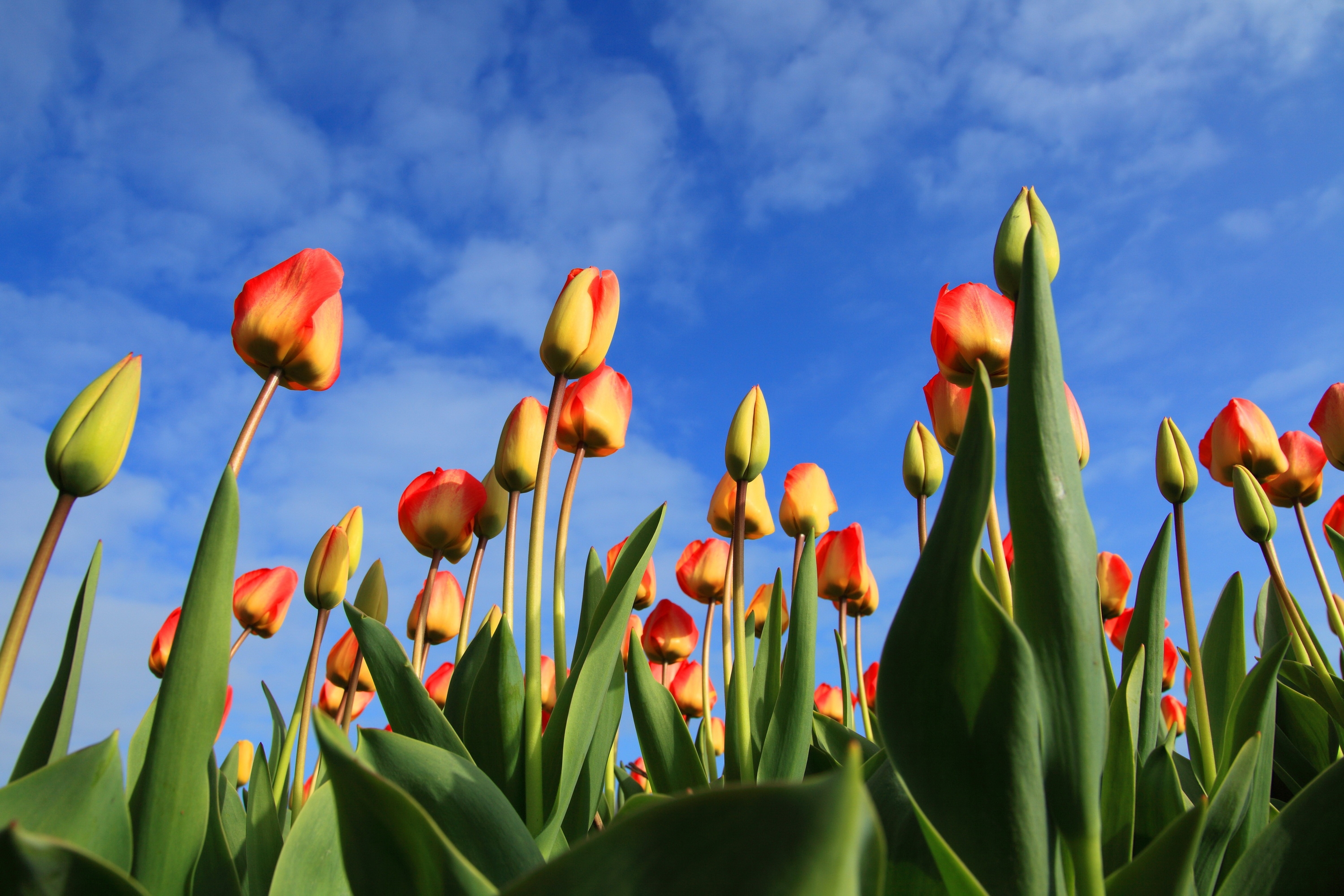 sky, clouds, buds, flowers, tulips 8K