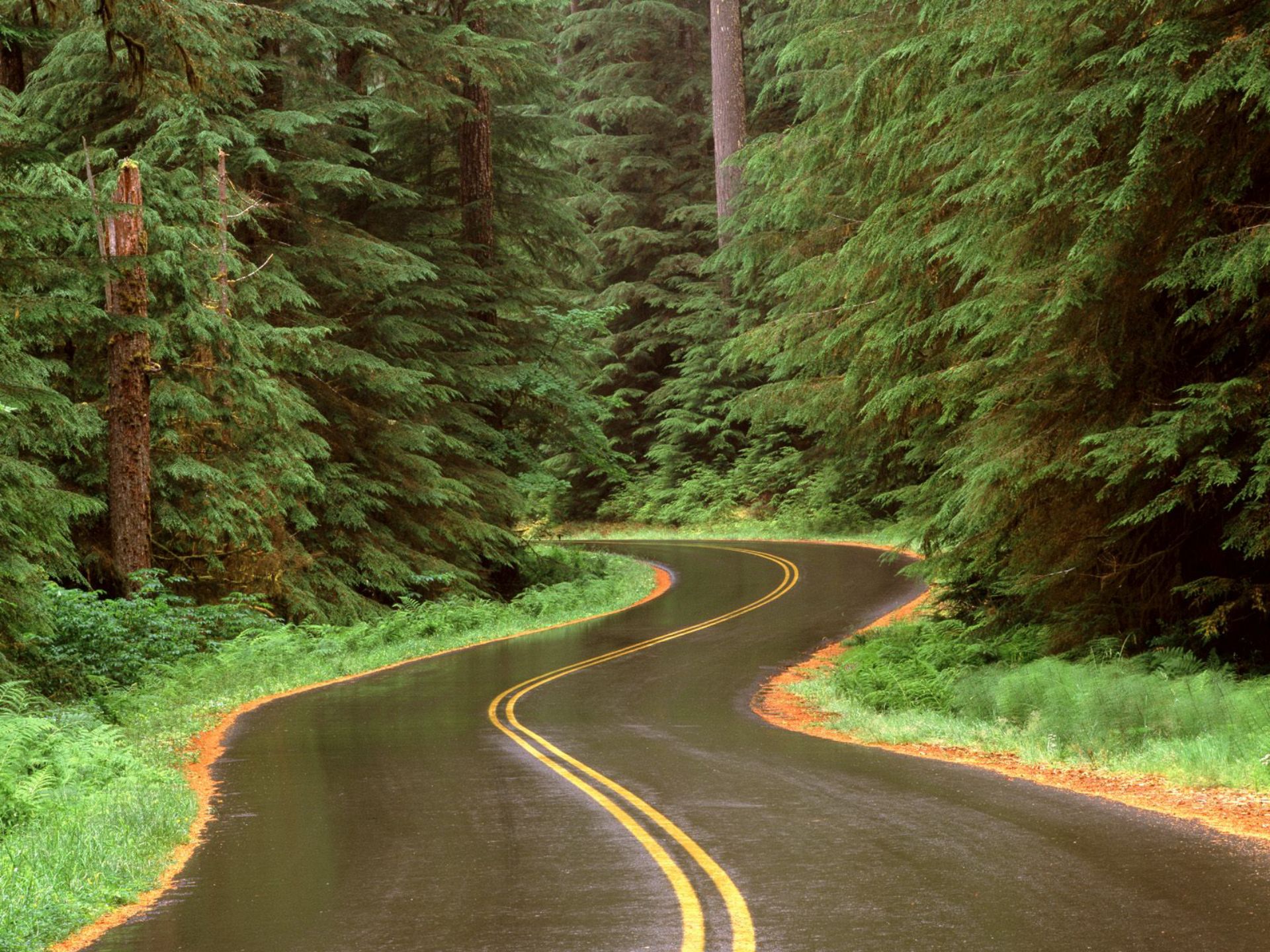 Дорога в лесу Олимпик Вашингтон