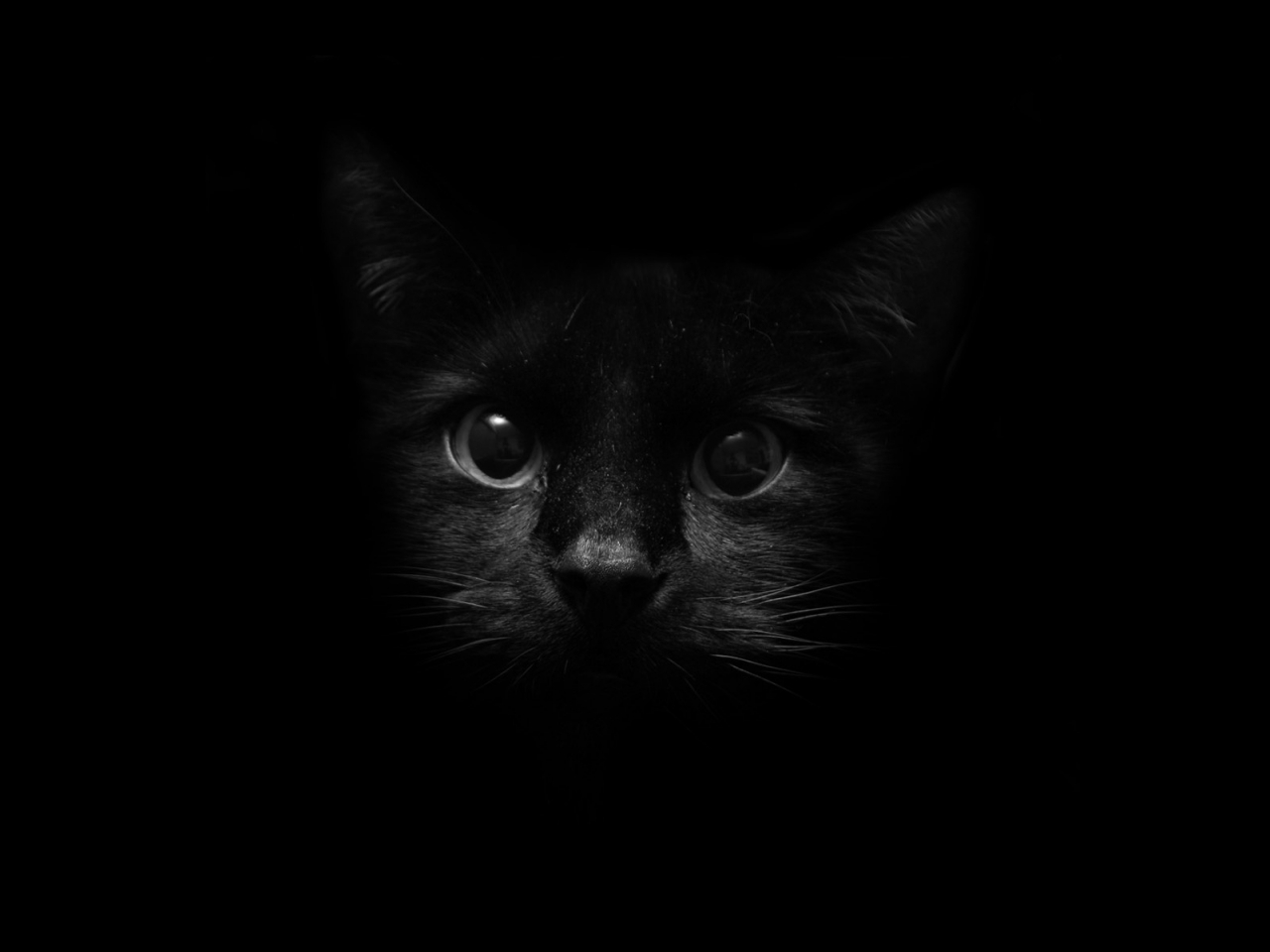 cats, black, animals UHD