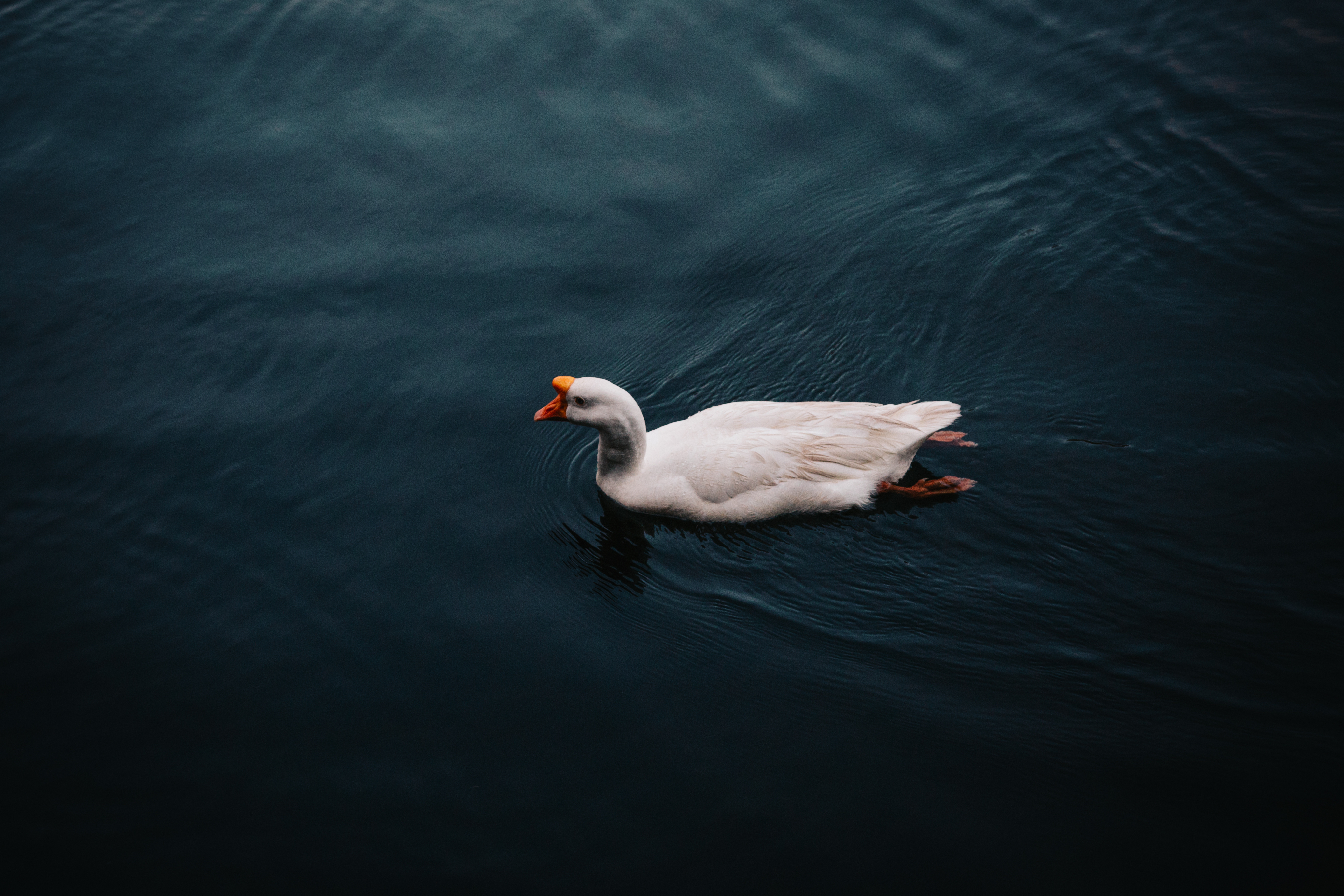 swim, animals, bird, to swim, goose
