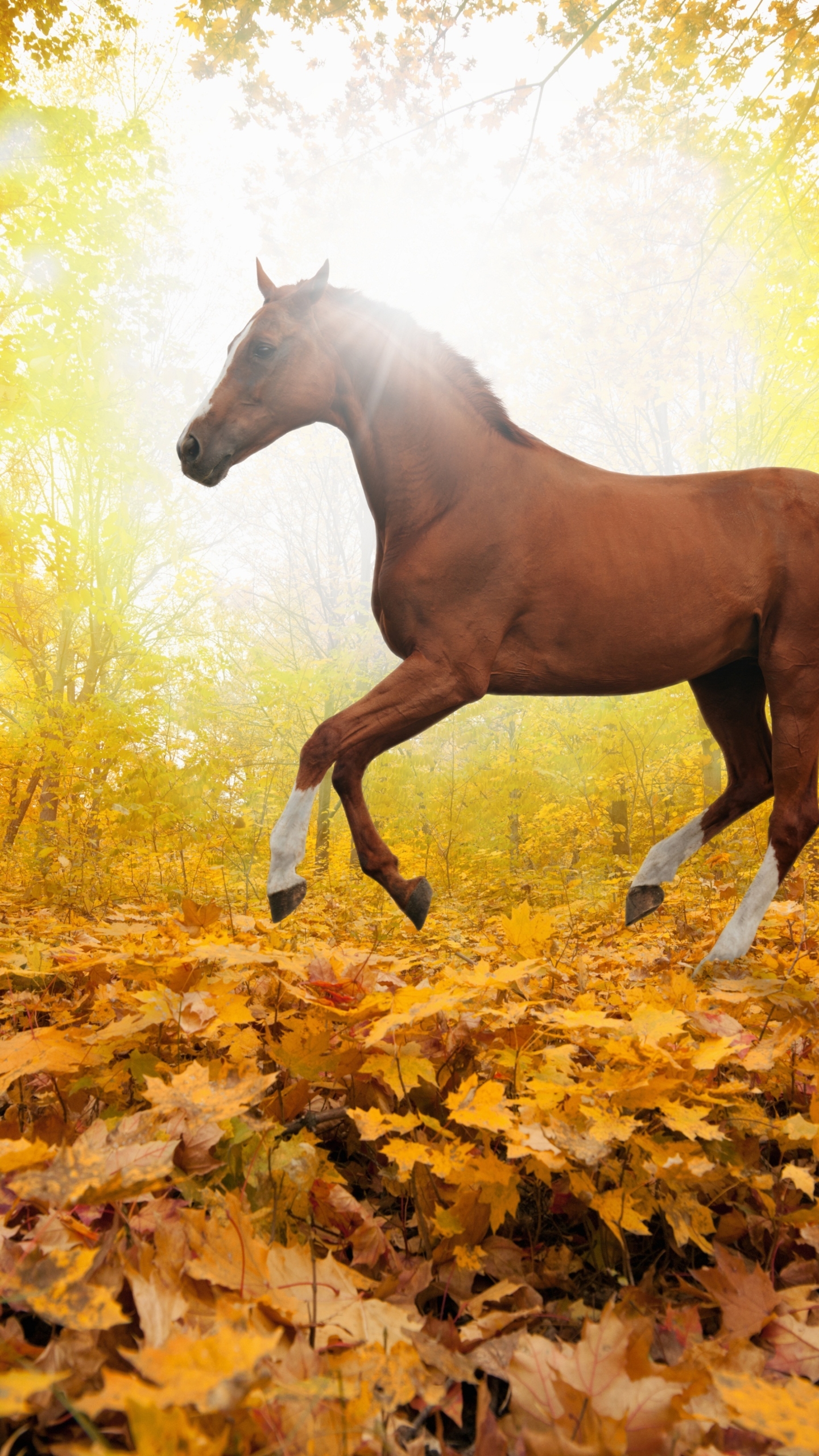 Horses fall. Лошади. Лошади на природе. Лошадь осень. Лошадь в осеннем лесу.