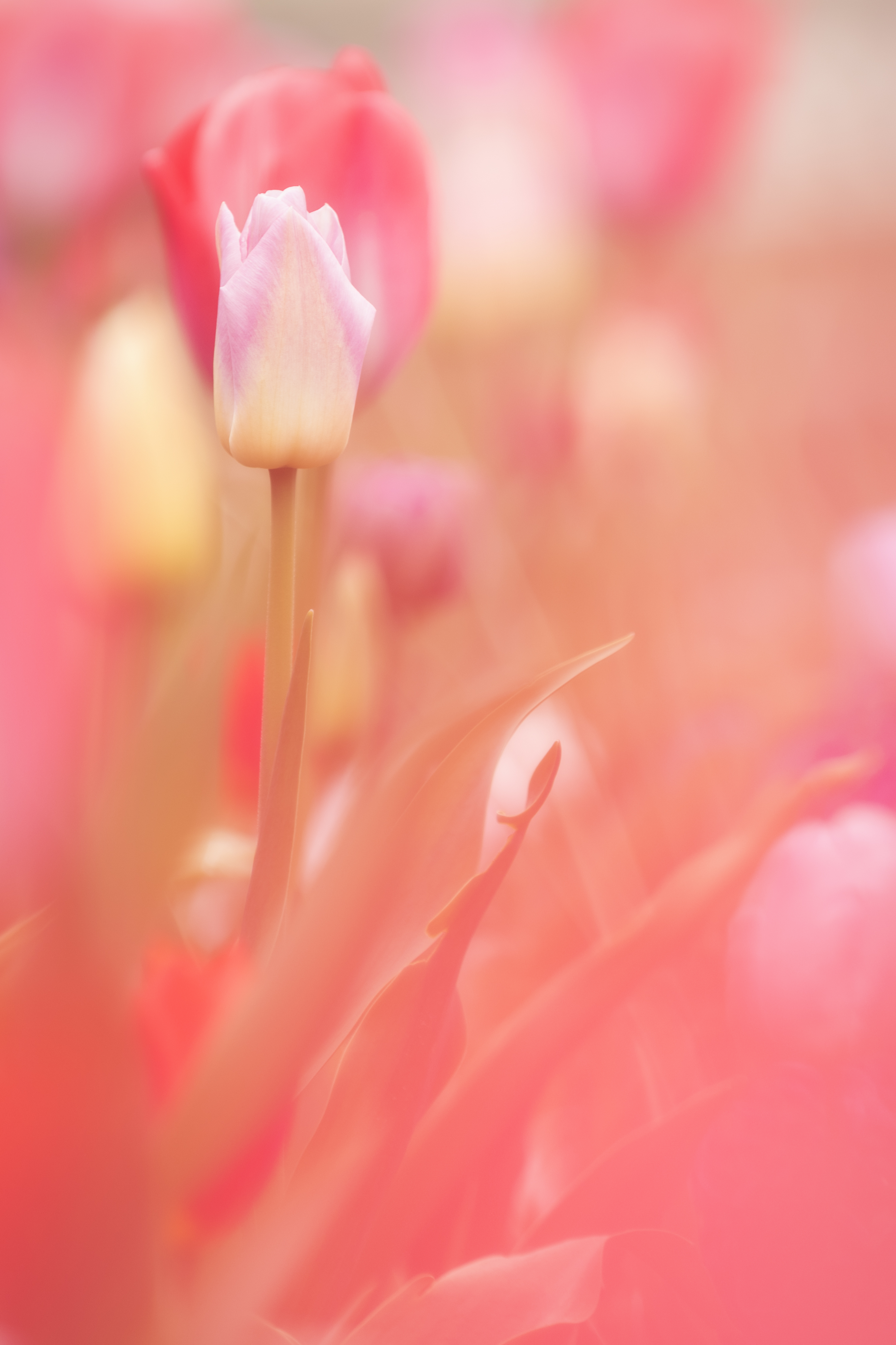 無料モバイル壁紙植物, フラワーズ, 花, 工場, 春, ピンク, チューリップをダウンロードします。