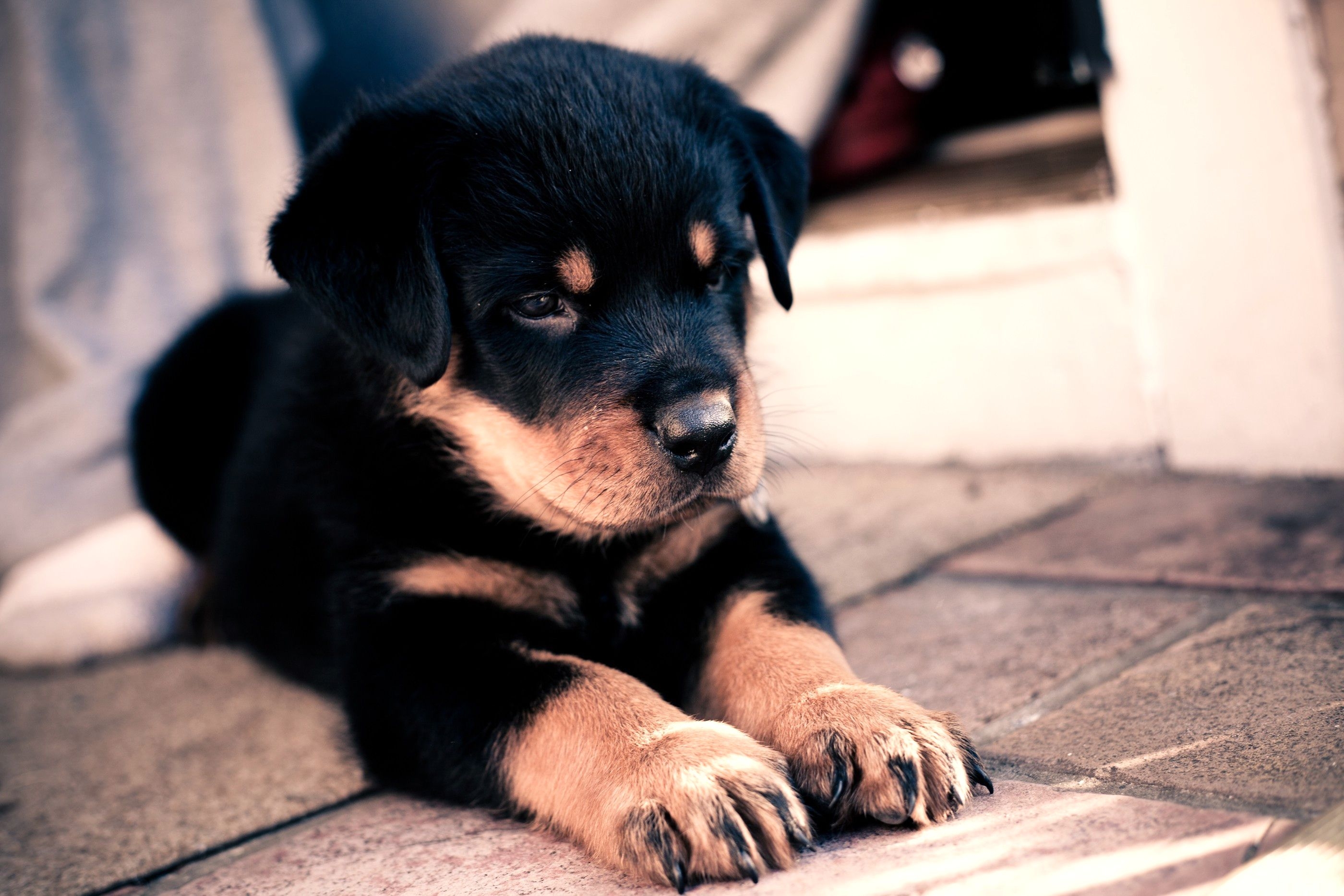 Download mobile wallpaper Tot, Kid, Sweetheart, Nice, Puppy, Animals, Rottweiler for free.
