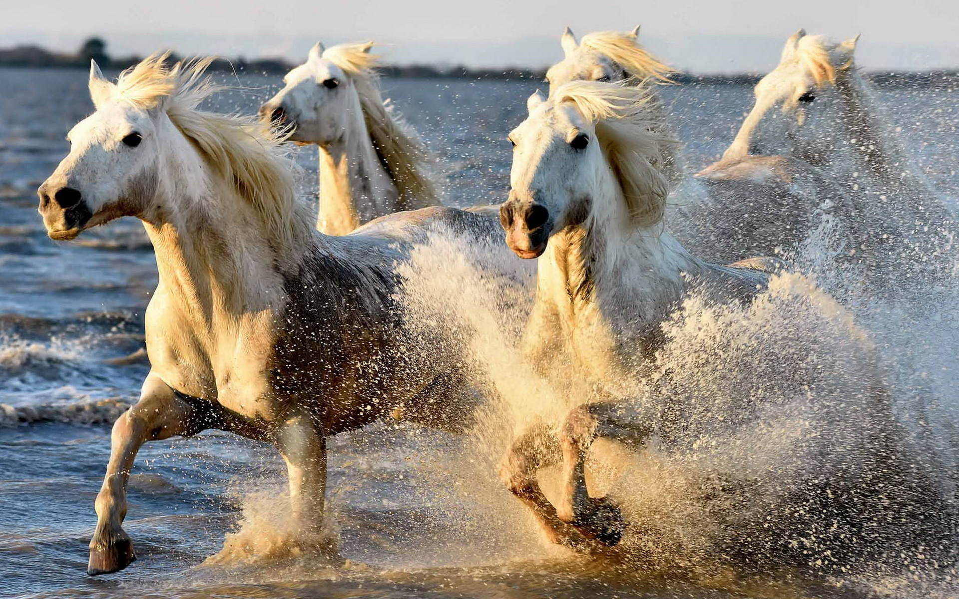 Лошадь бежит по воде