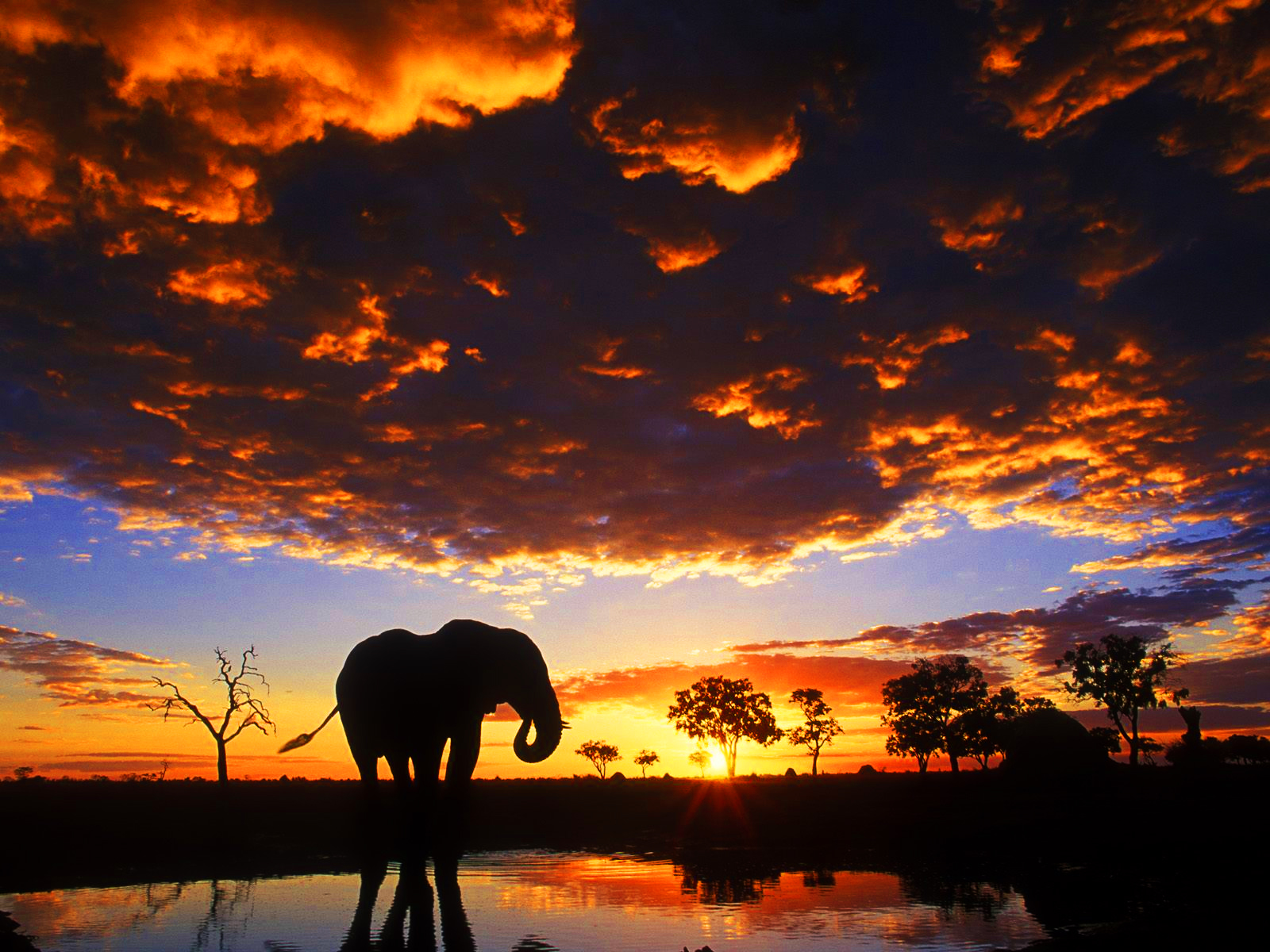 167560 descargar fondo de pantalla elefantes, animales, elefante africano de sabana: protectores de pantalla e imágenes gratis
