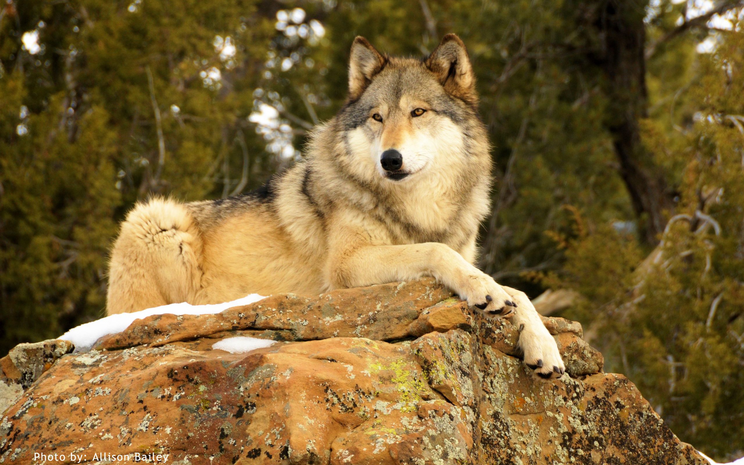 Кавказский волк