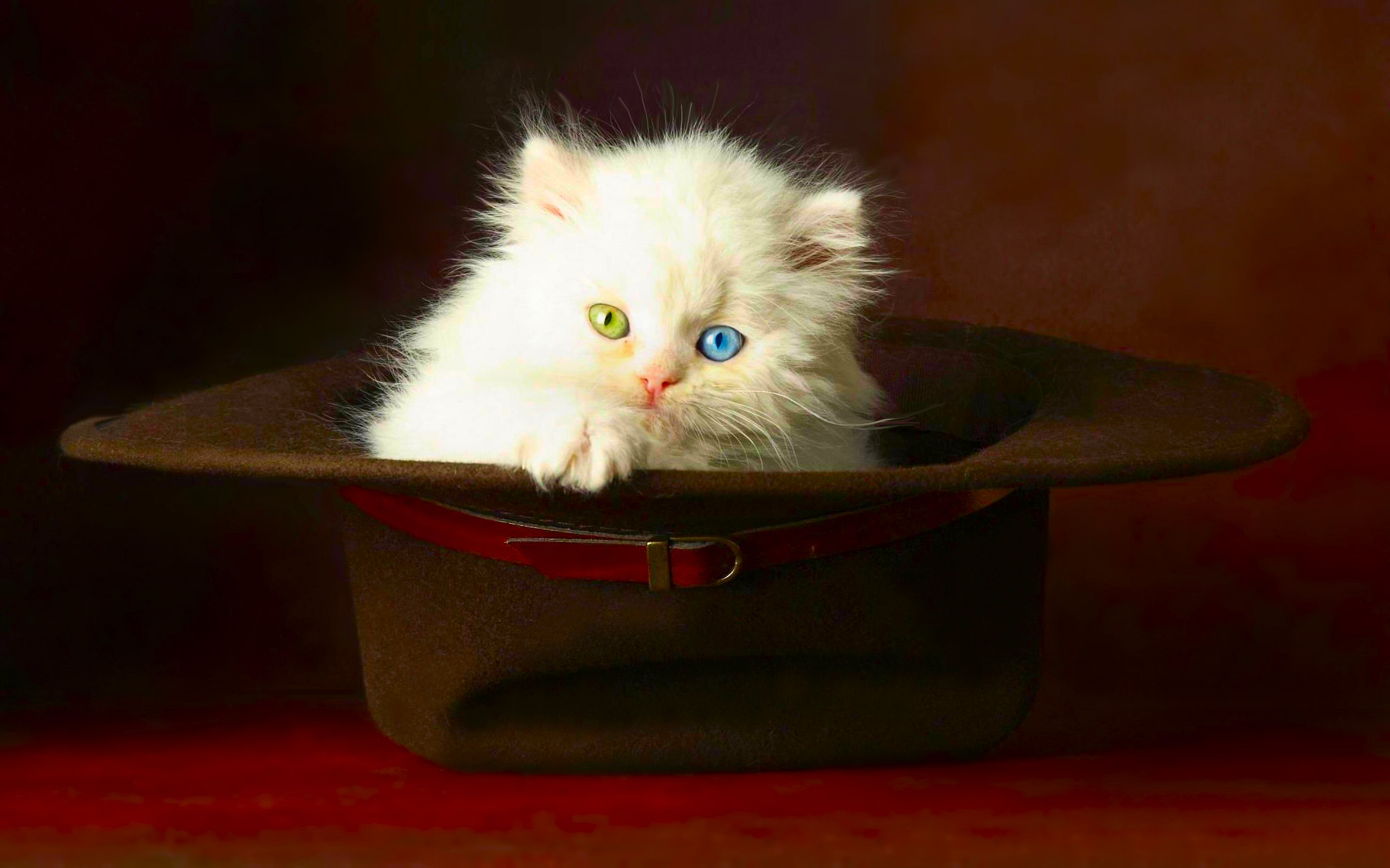281983 descargar fondo de pantalla gatito, animales, gato, lindo, sombrero, gatos: protectores de pantalla e imágenes gratis