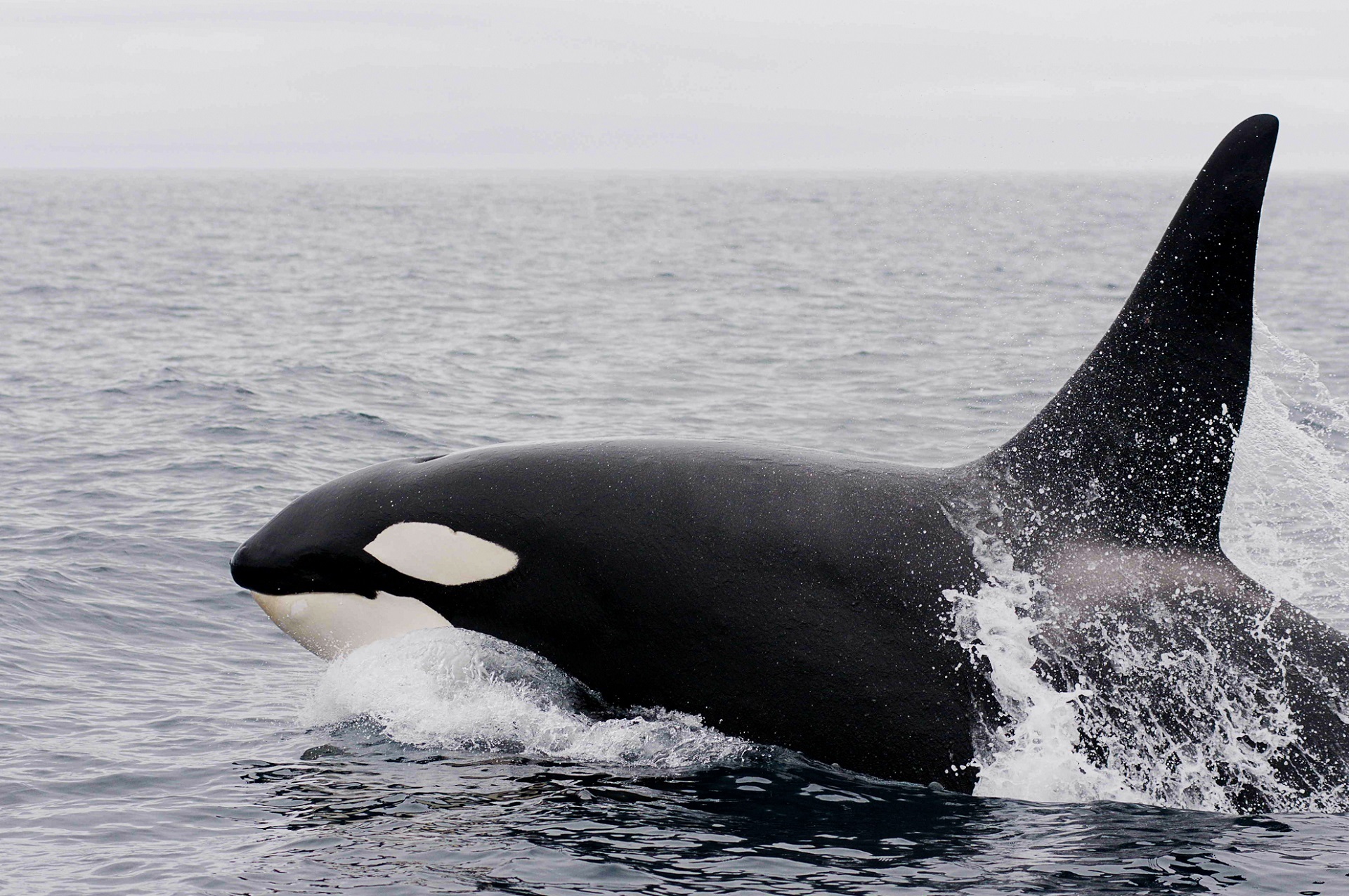 orca, animal, killer whale, mammal Full HD