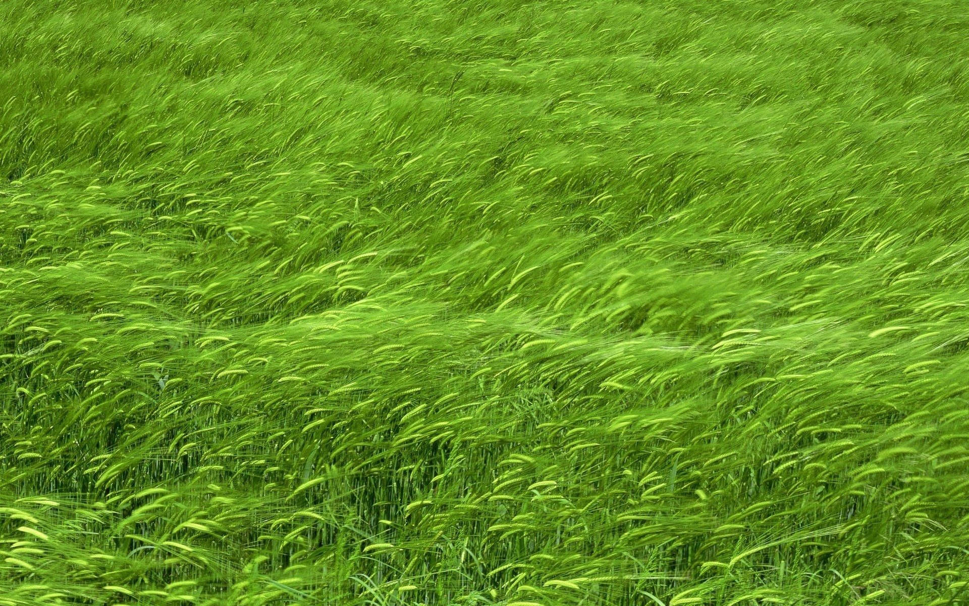 Трава