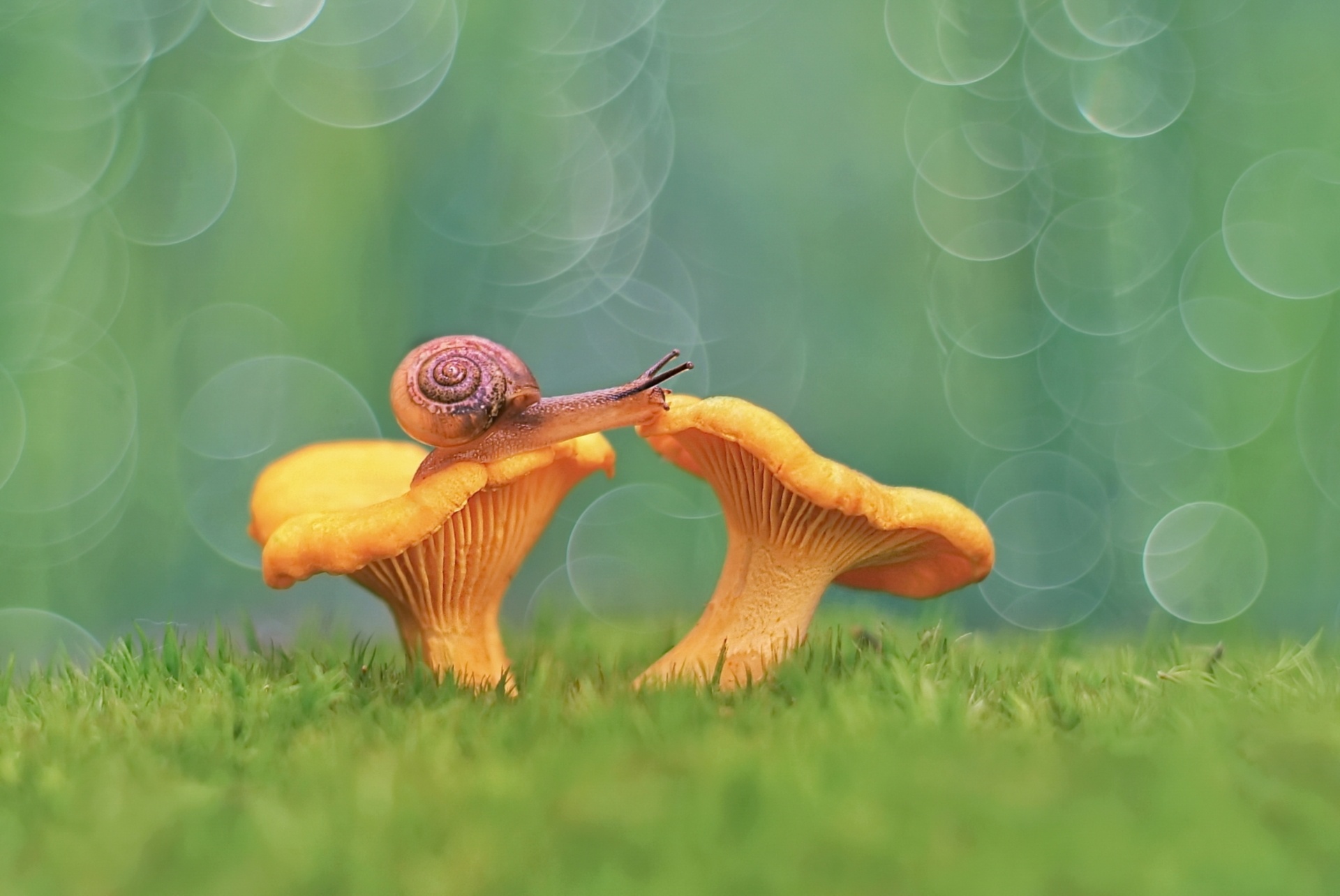 Мухомор и Лисичка грибы