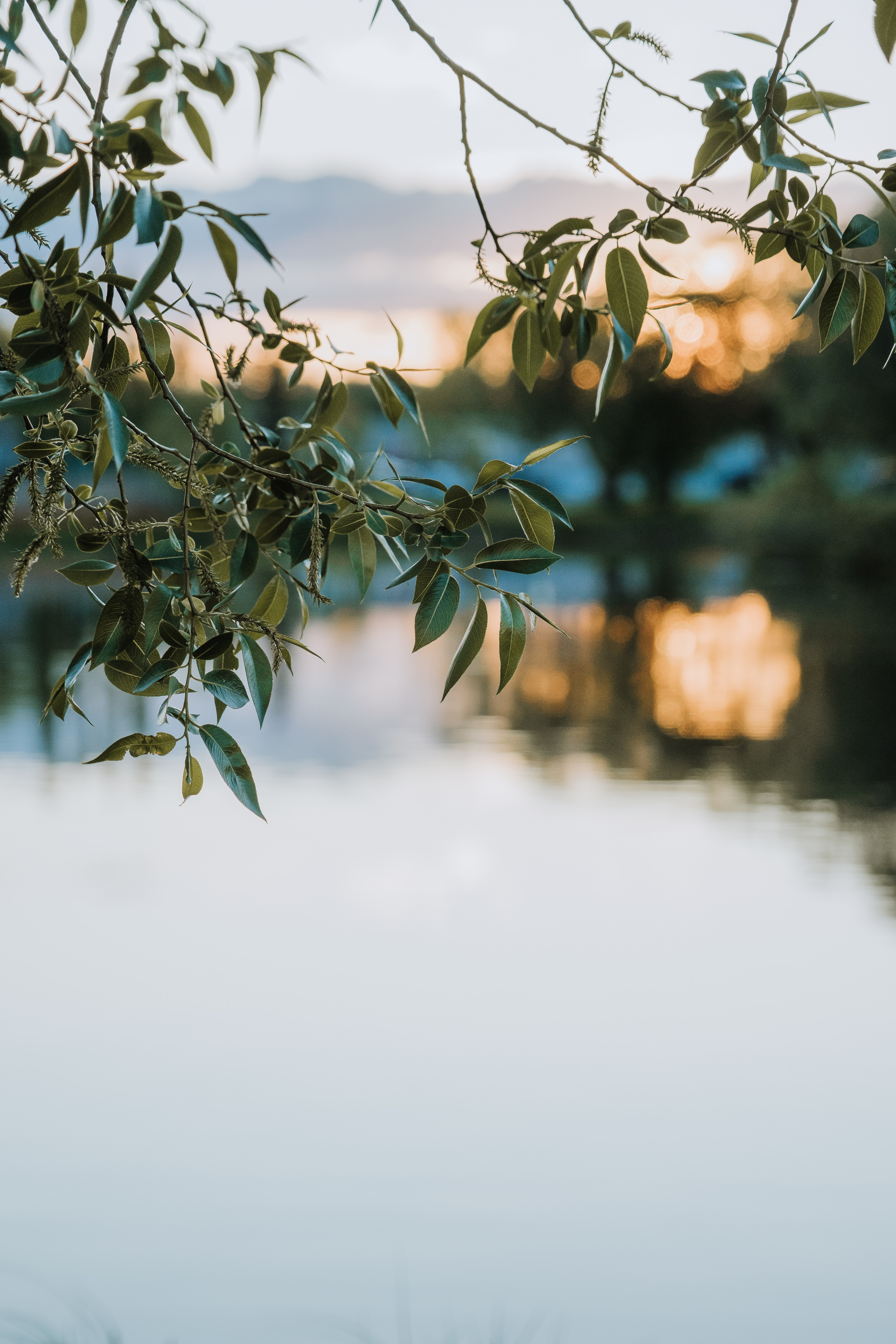 blur, smooth, nature, leaves, lake, branches phone wallpaper
