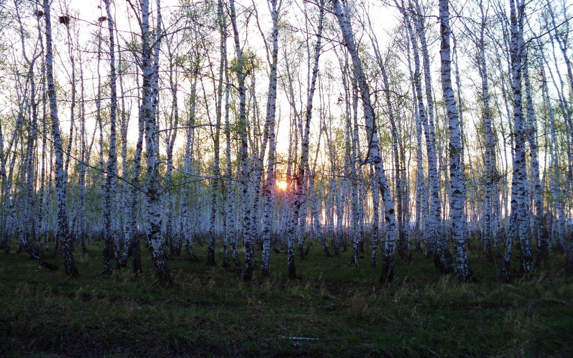 Ночной берёзовый лес фото