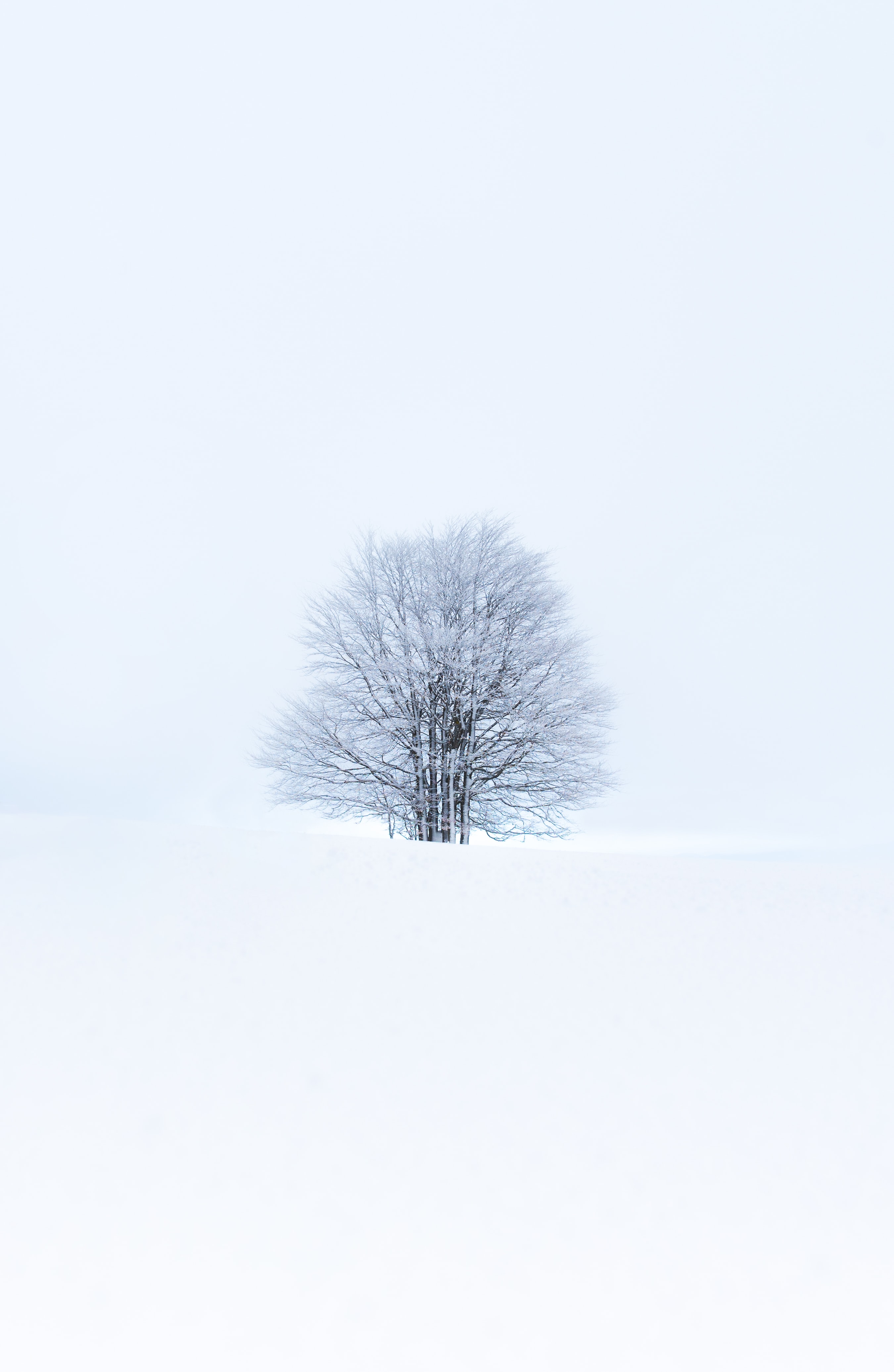 Download mobile wallpaper Winter, Wood, Snow, Tree, Nature, Minimalism for free.