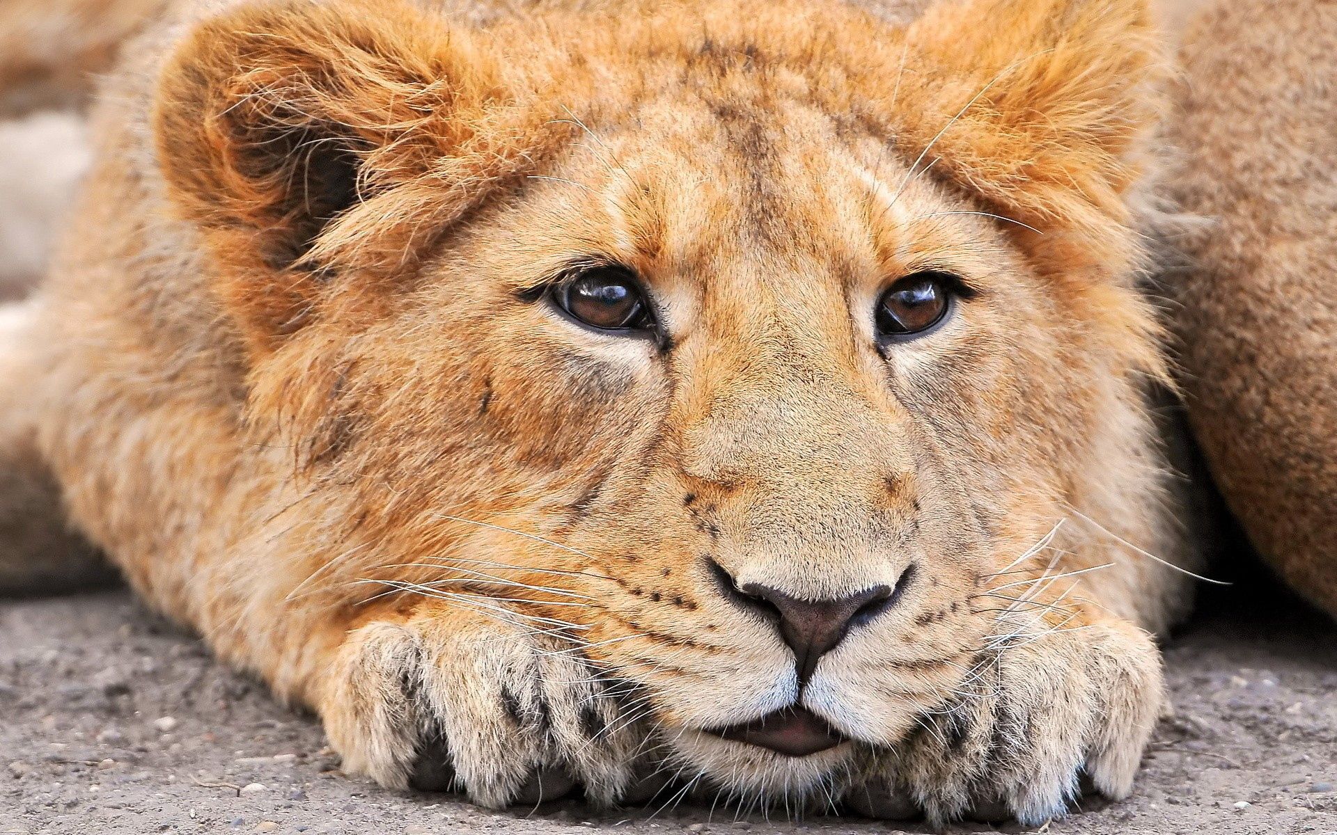 animals, muzzle, lion, sight, opinion, nose, expectation, waiting cellphone