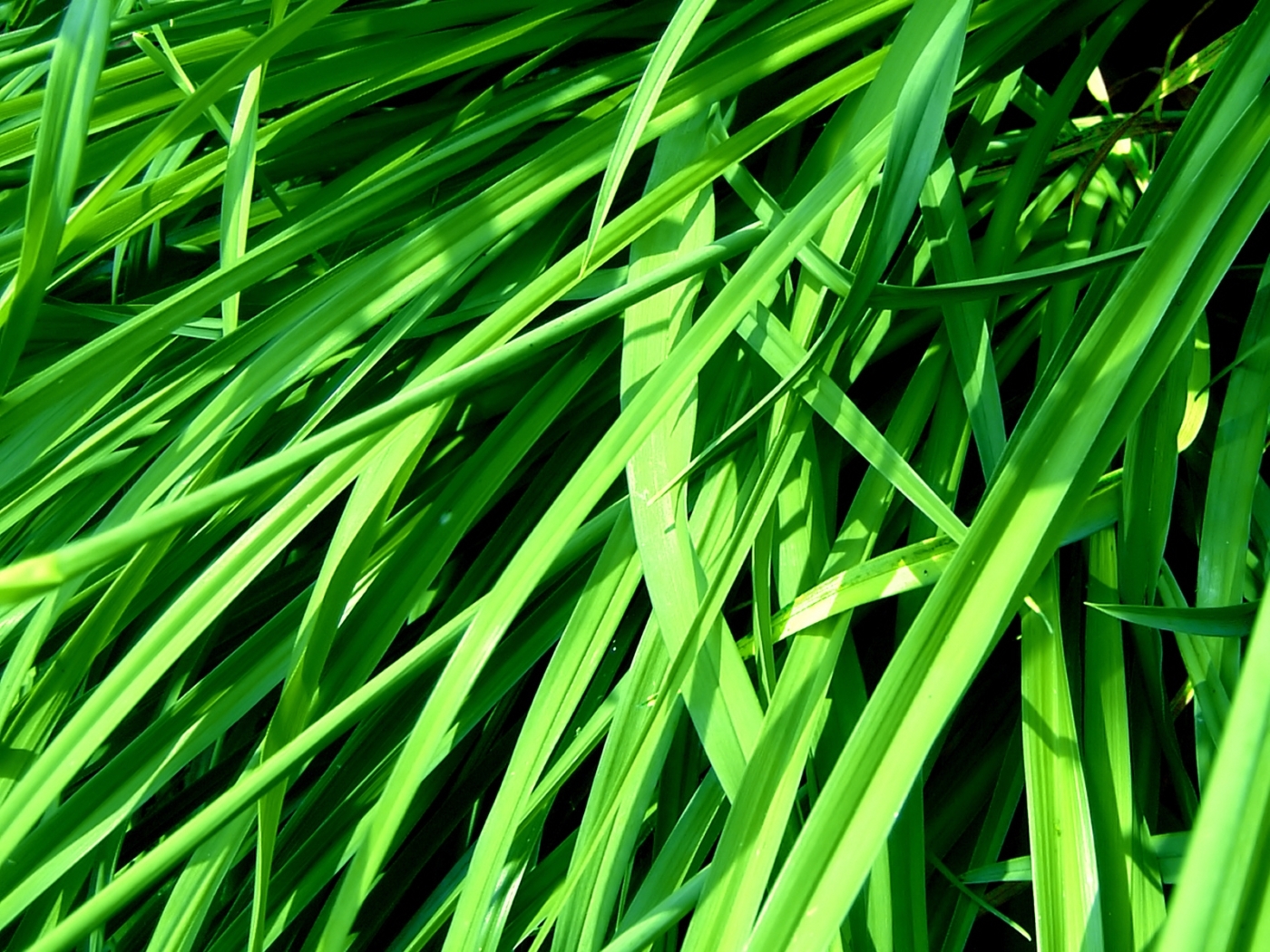 Handy-Wallpaper Grass, Pflanzen kostenlos herunterladen.
