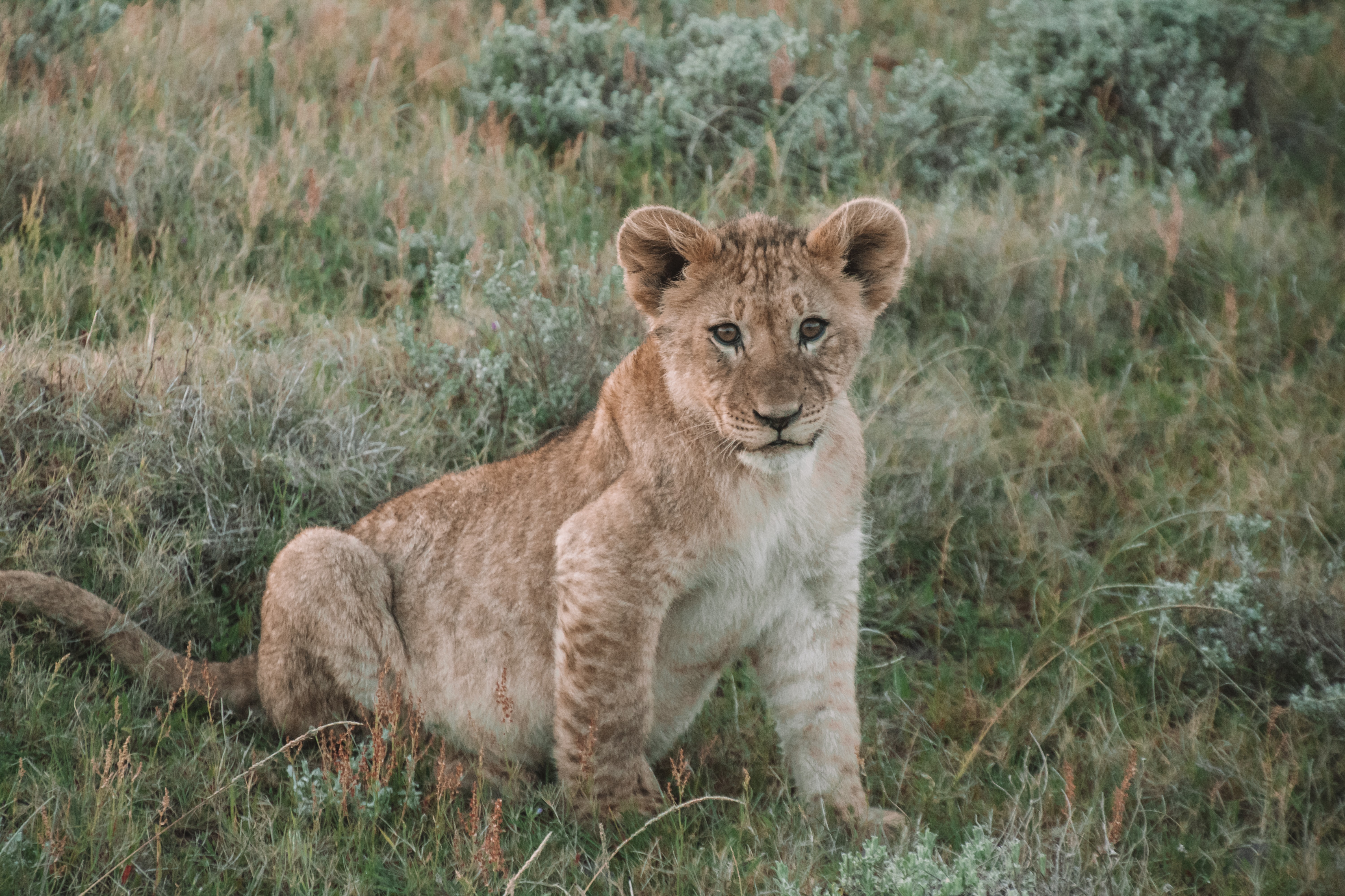 Free HD animals, young, lion, wildlife, animal, joey, lion cub
