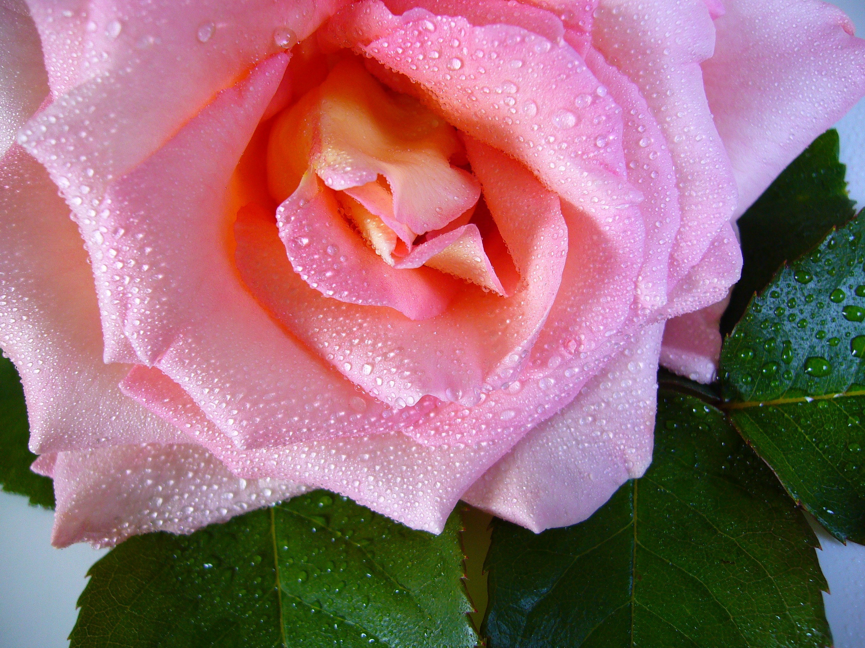 Téléchargez des papiers peints mobile Rosée, Bourgeon, Drops, Une Rose, Rose, Fleur, Macro gratuitement.