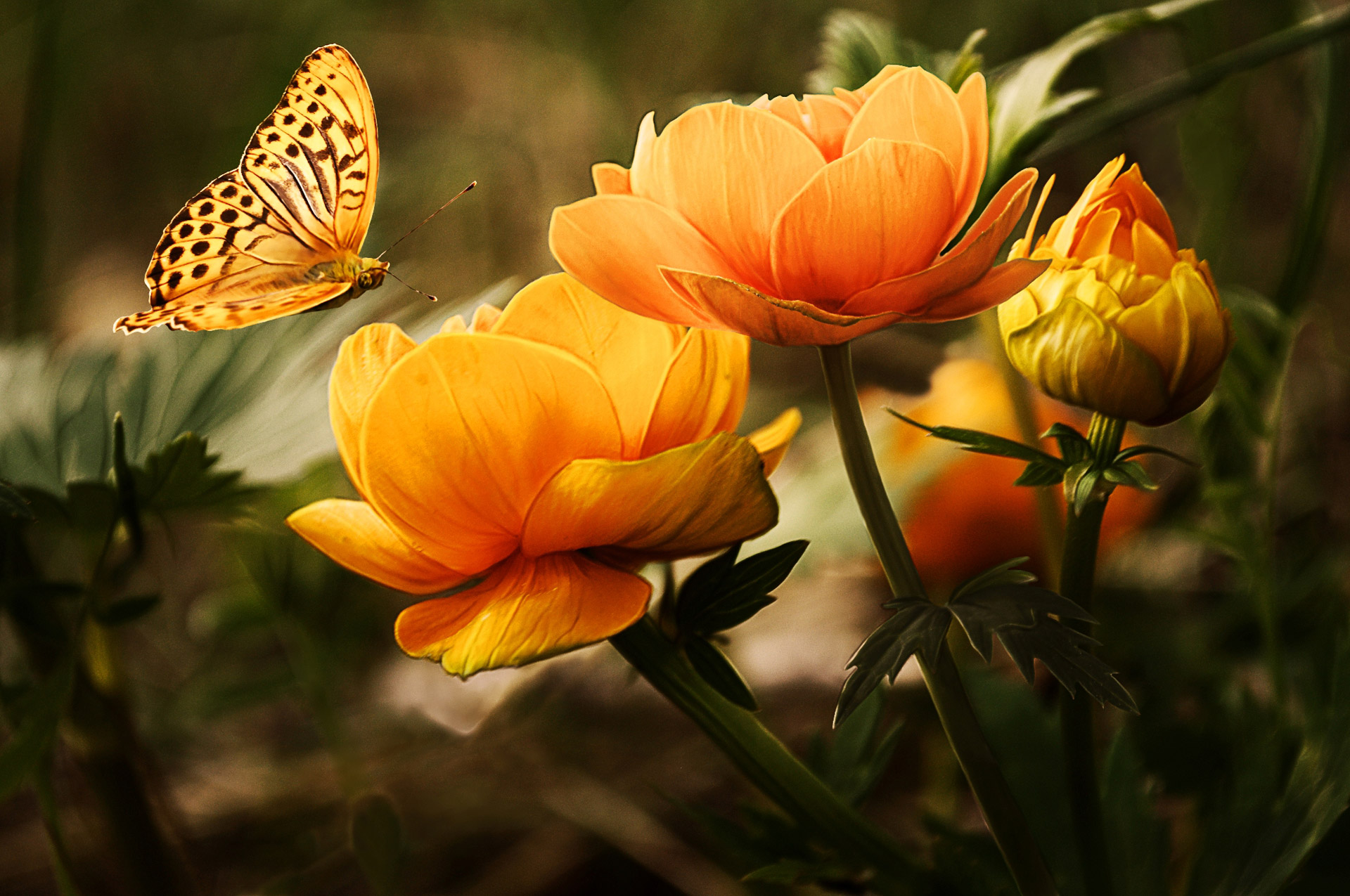 735175 baixar papel de parede animais, borboleta, flor, inseto, flor amarela - protetores de tela e imagens gratuitamente