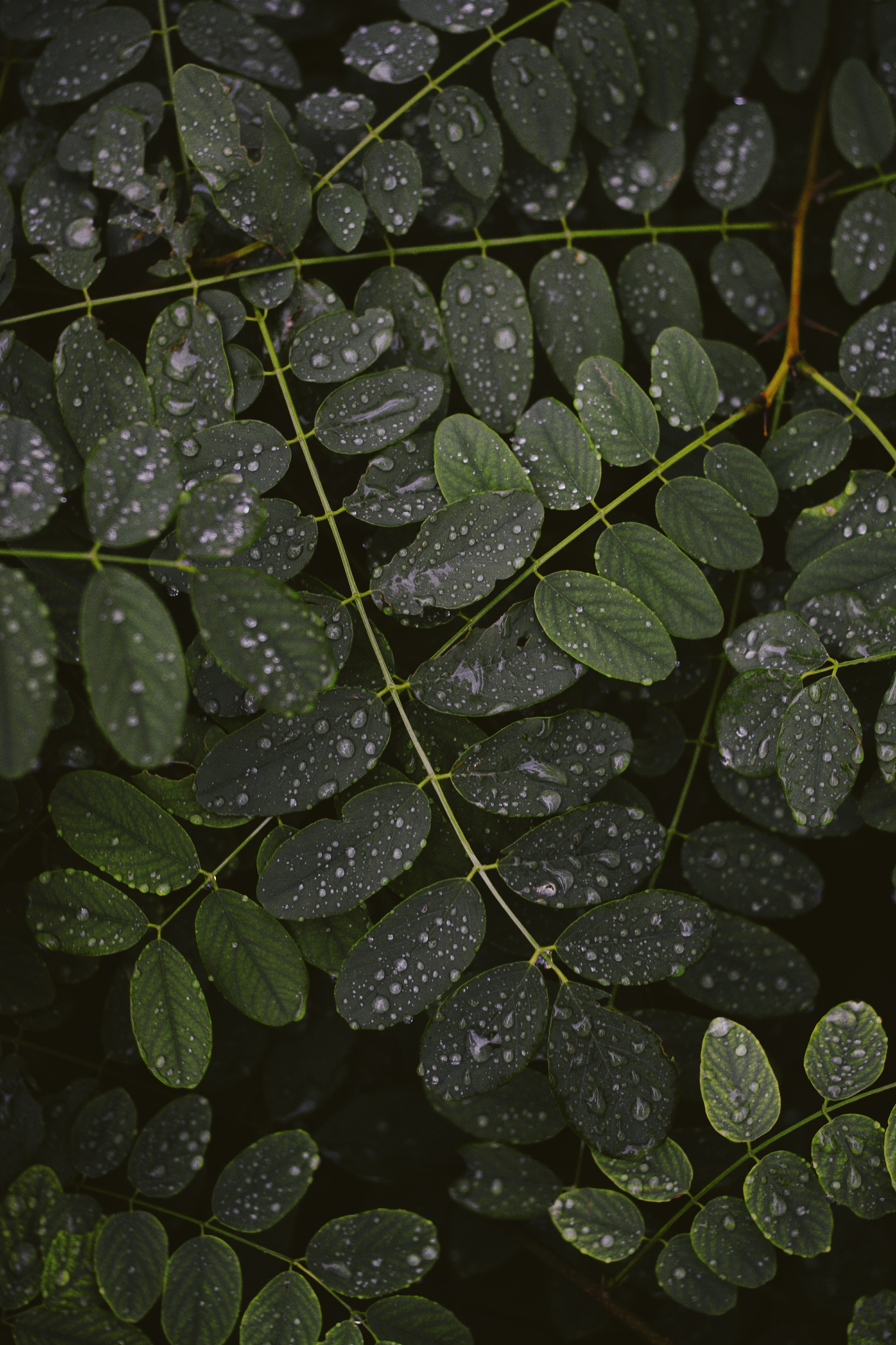 leaves, drops, plant, macro, branches Panoramic Wallpaper