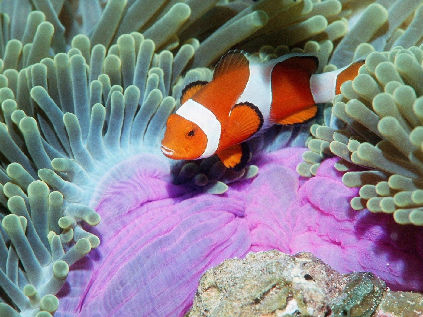 Laden Sie das Sea, Clownfische, Tiere-Bild kostenlos auf Ihren PC-Desktop herunter