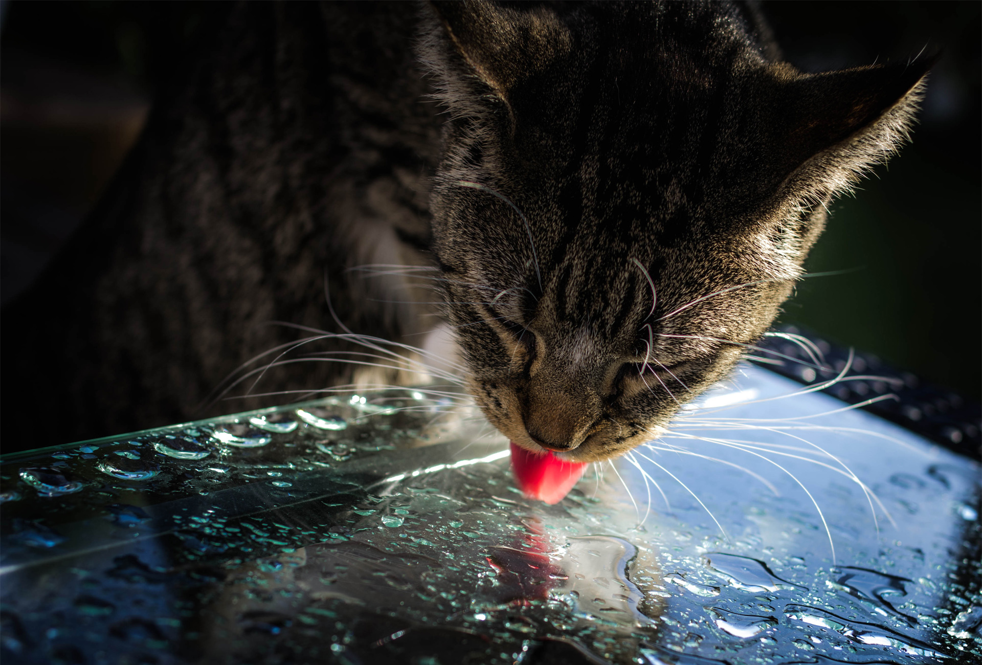 Кошка пьет. Кот пьет воду. Кот пьет из лужи. Кошка в воде.