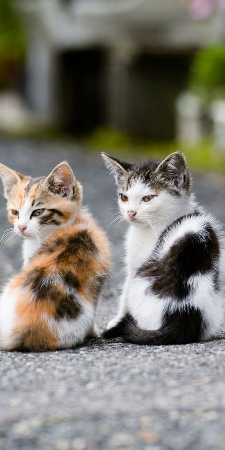 Найти любую картинку. Красивые котята. Милые кошки. Красивые кошечки. Красивые коты.