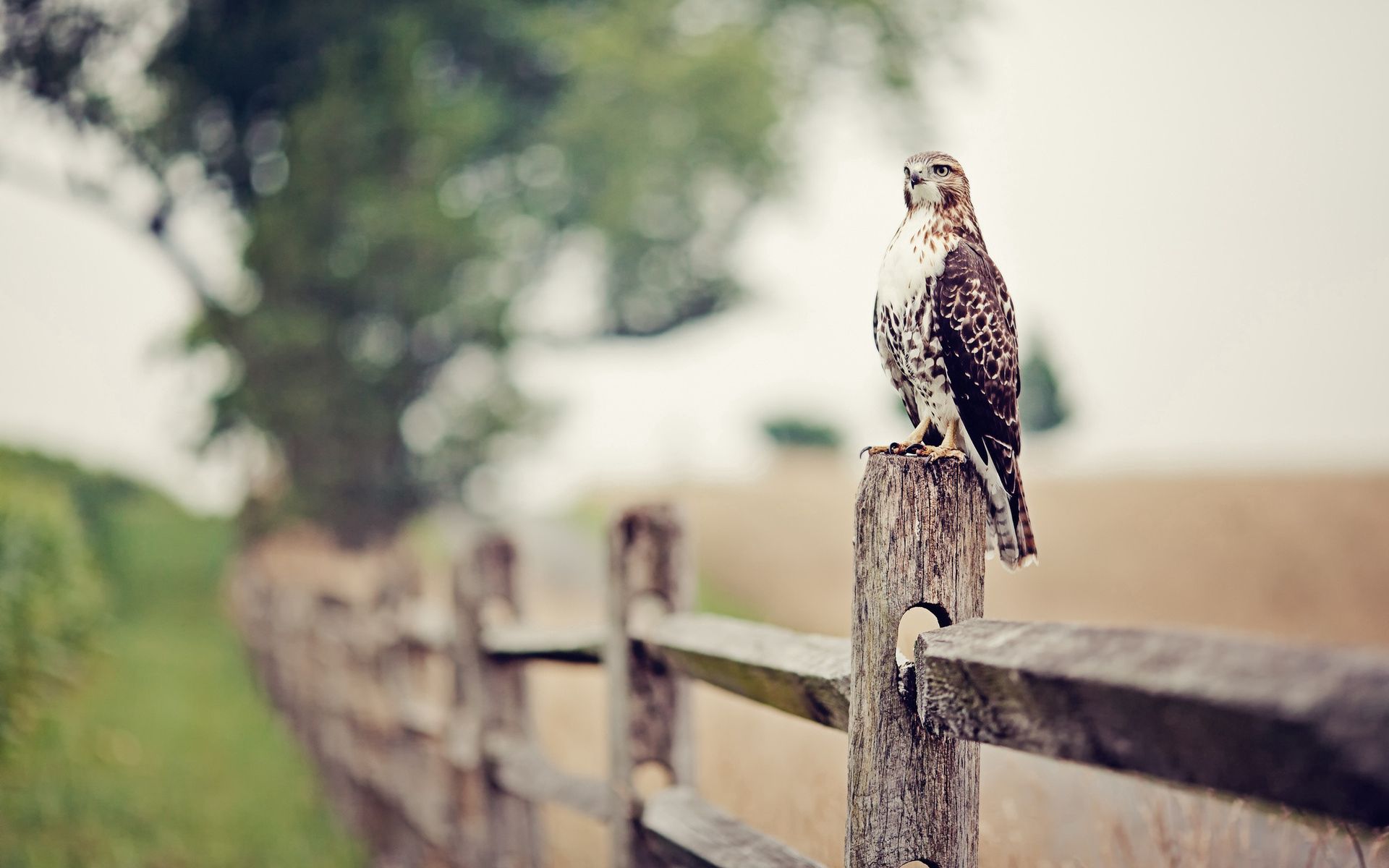 Download mobile wallpaper Falcon, Fence, Animals, Grass, Bird for free.