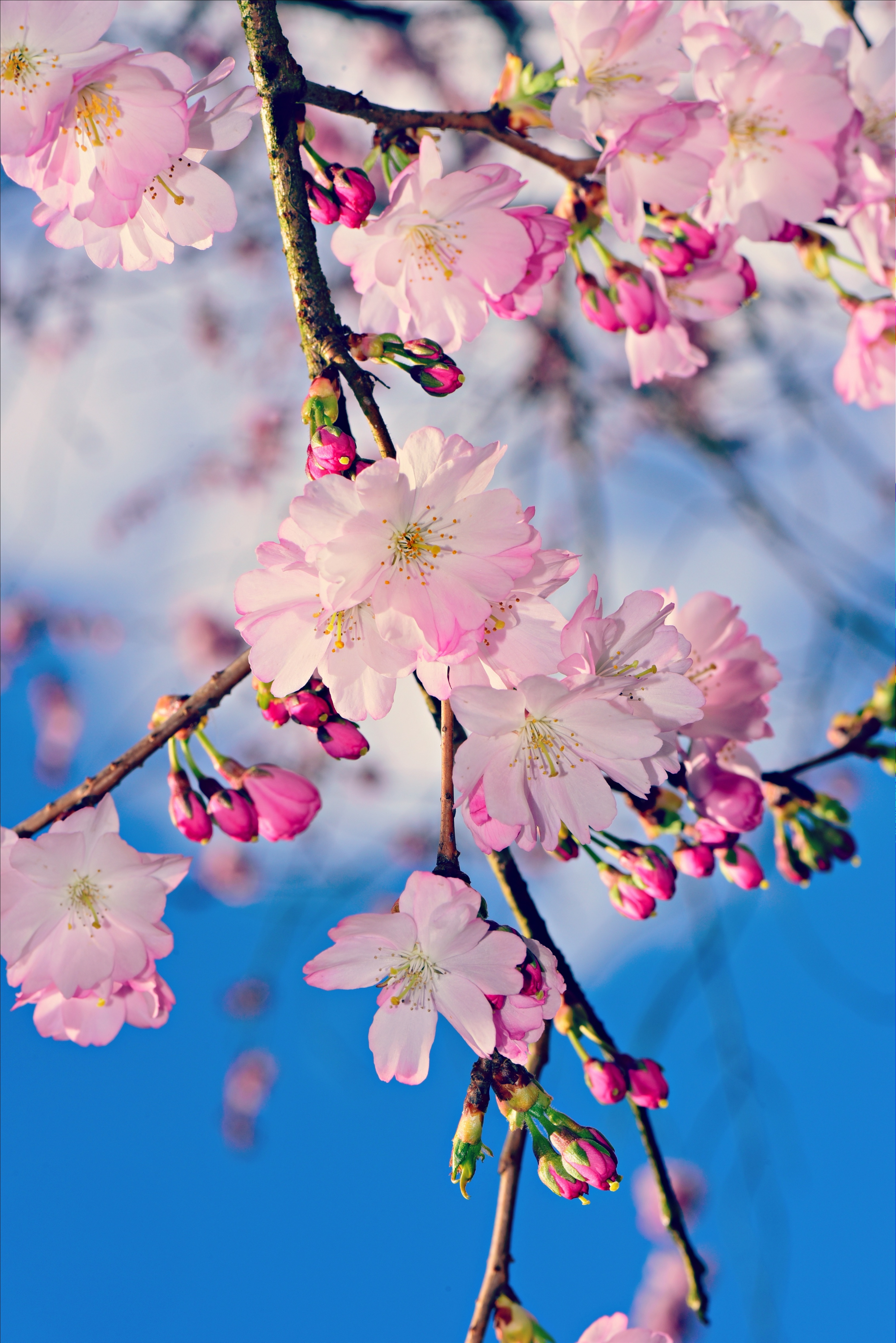 spring, buds, apple tree, pink, flowers, branch