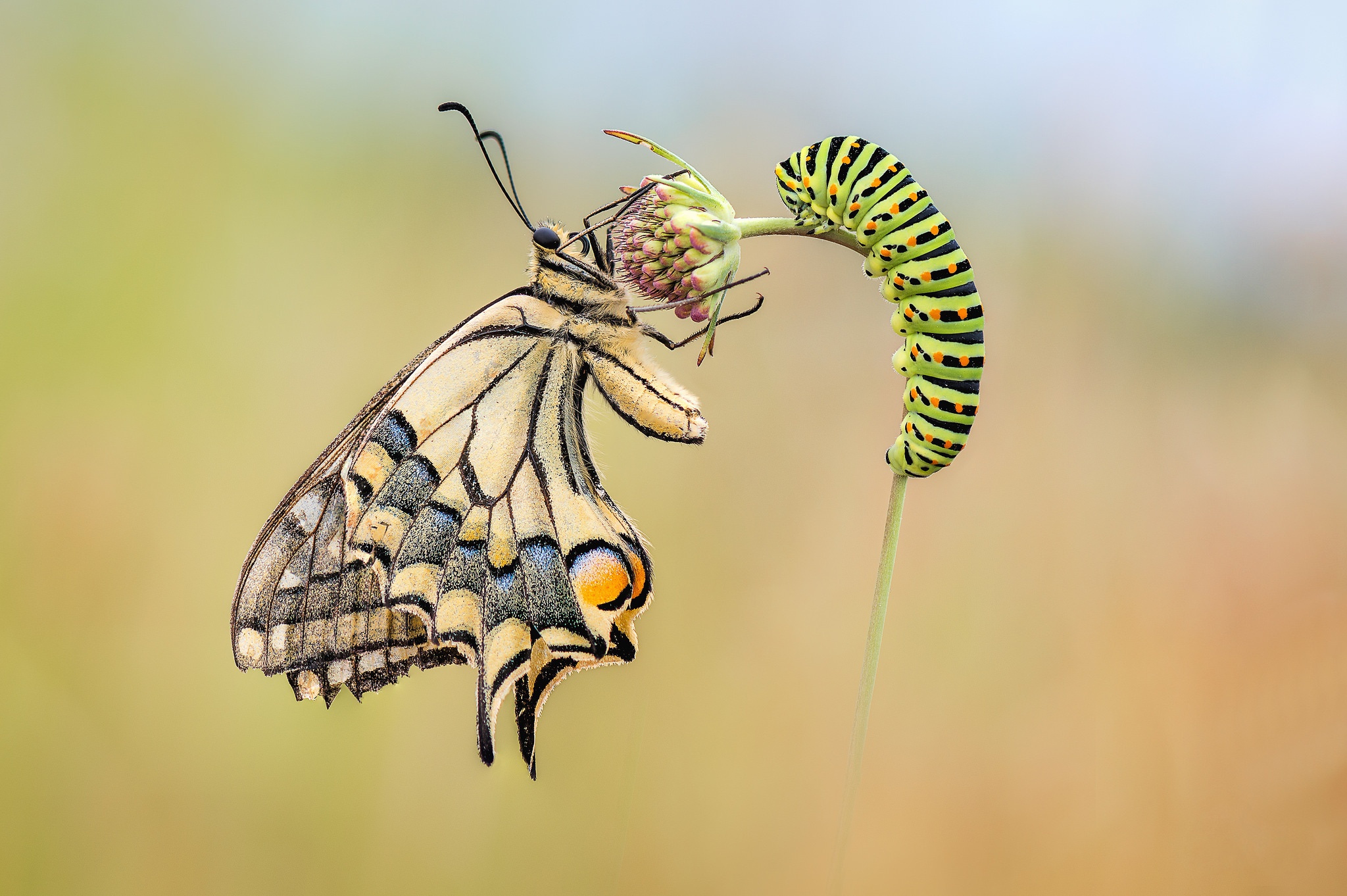 Гусеница бабочки Махаон