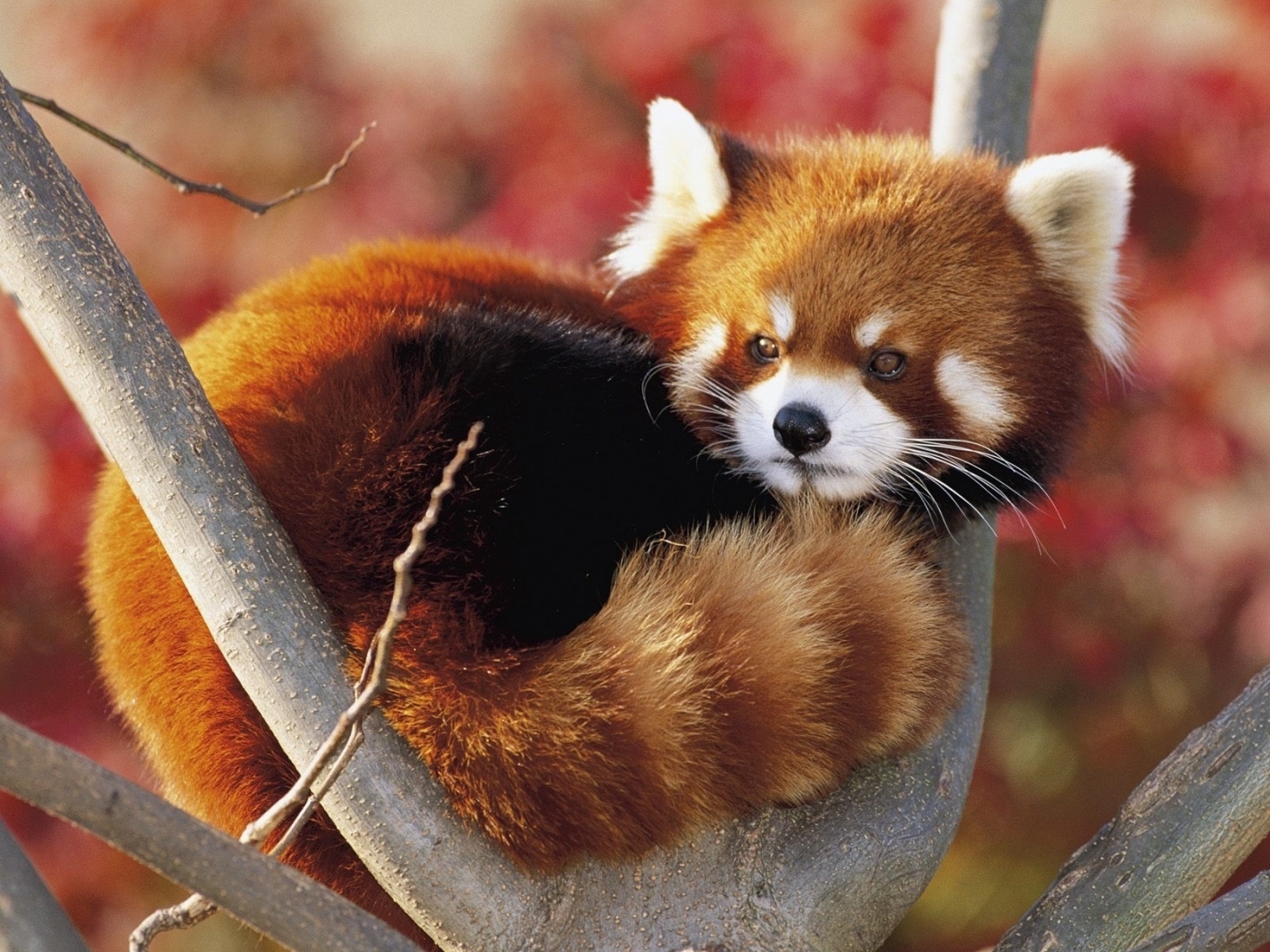 23667 Bild herunterladen tiere, pandas - Hintergrundbilder und Bildschirmschoner kostenlos