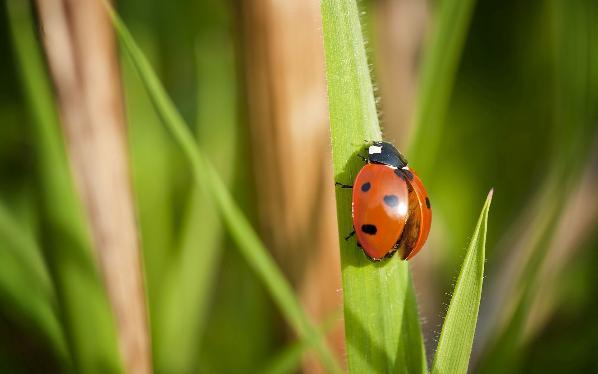 Download mobile wallpaper Ladybird, Grass, Ladybug, Insect, Wings, Macro for free.
