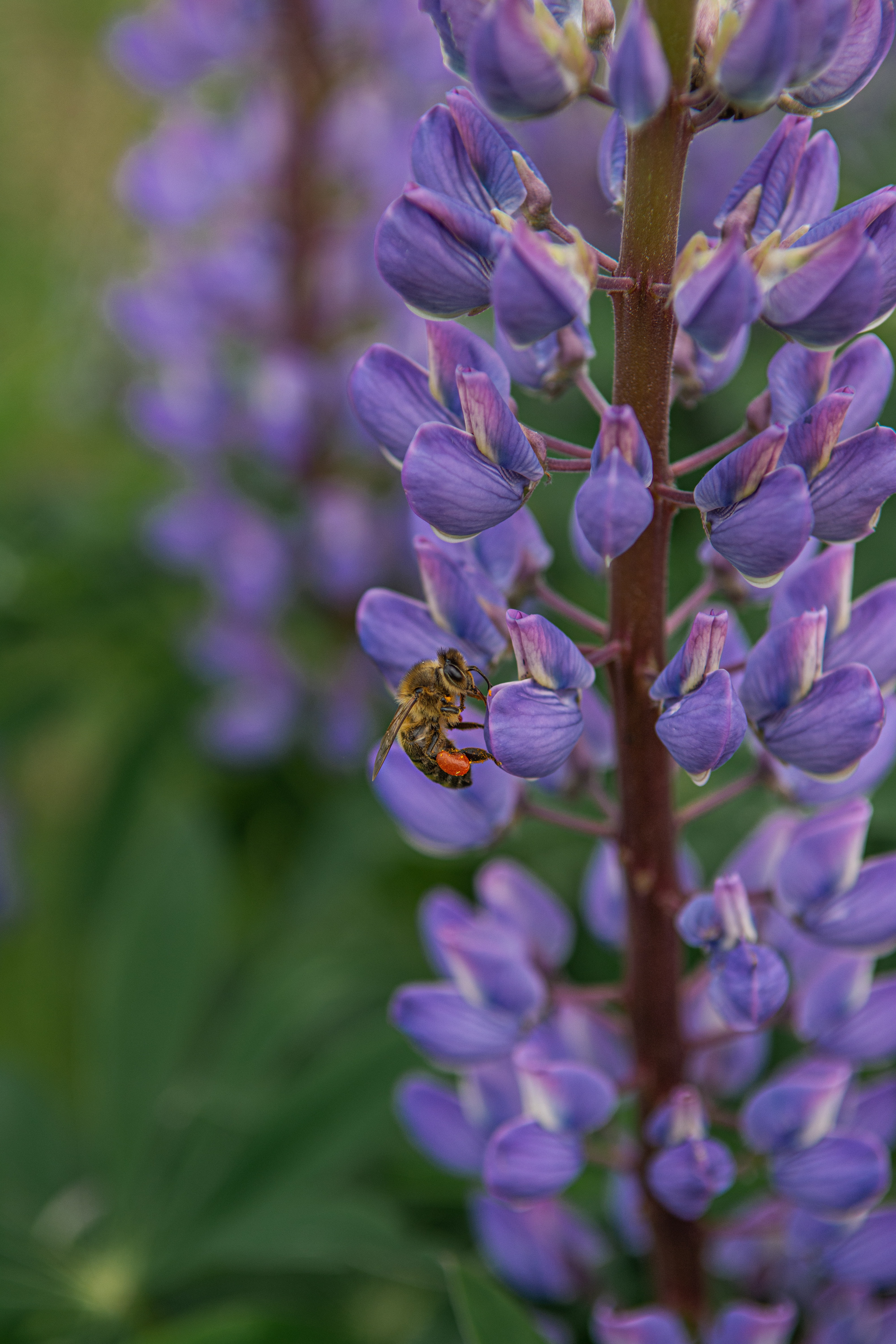 Download mobile wallpaper Lupine, Insect, Flower, Bee, Animals for free.