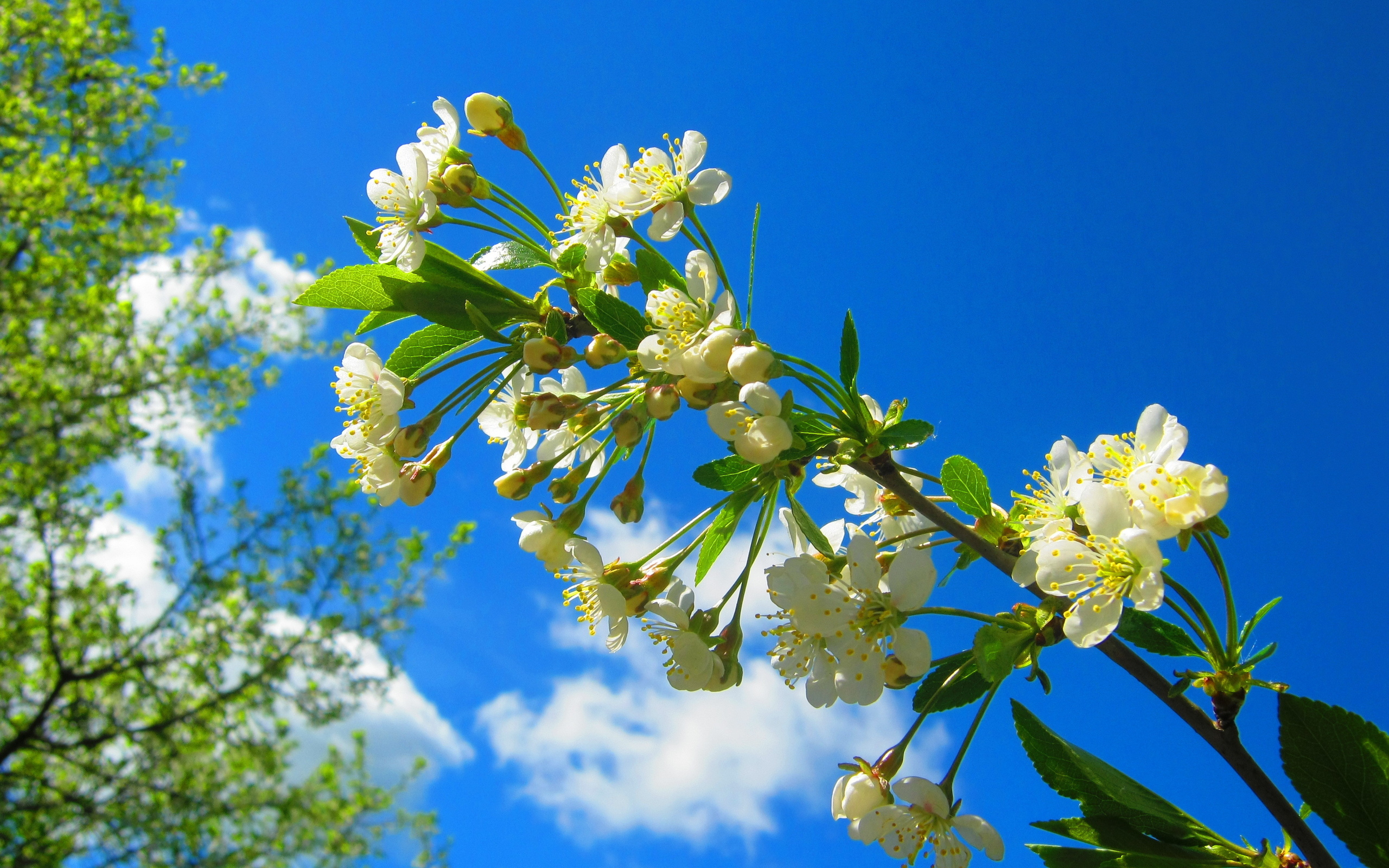 Фото весна природа красивые на заставку телефона