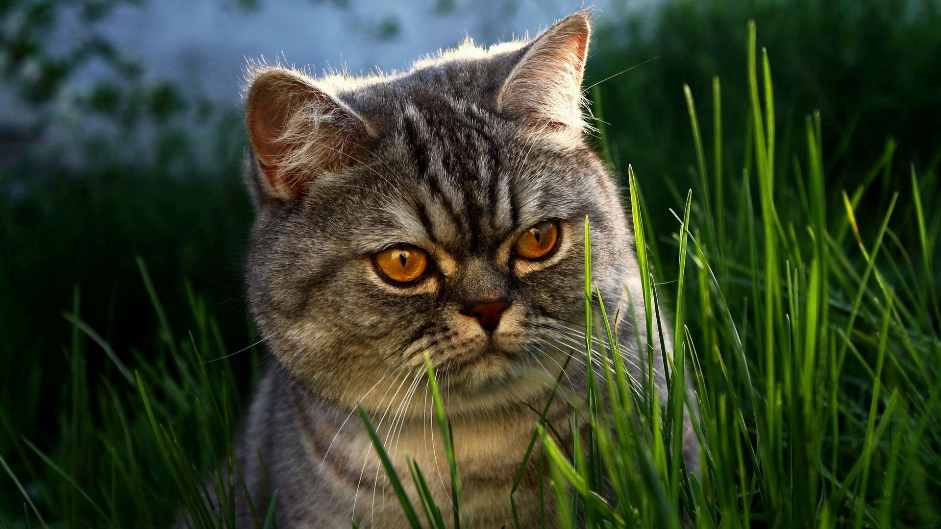 Download mobile wallpaper Muzzle, Lurk, Hide, Grass, Cat, Animals for free.