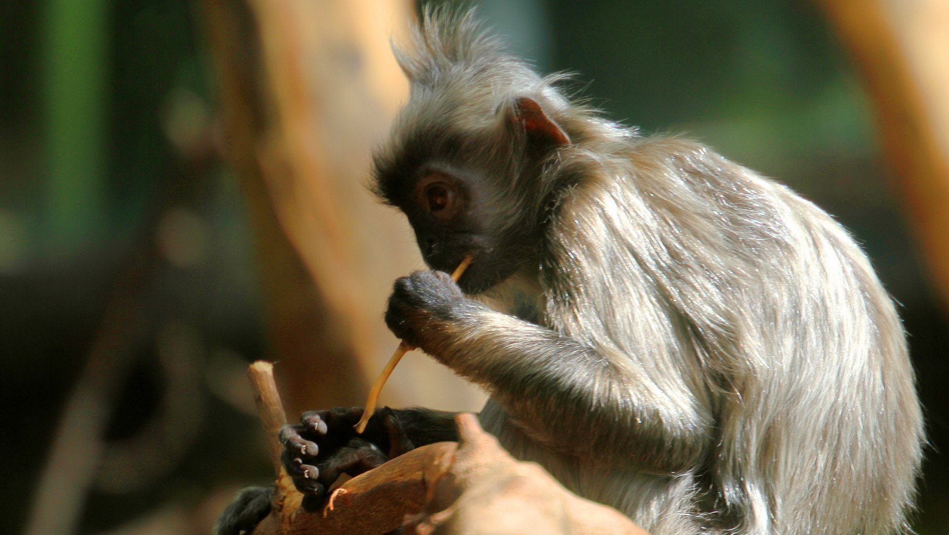 169458 descargar fondo de pantalla animales, mono, monos: protectores de pantalla e imágenes gratis